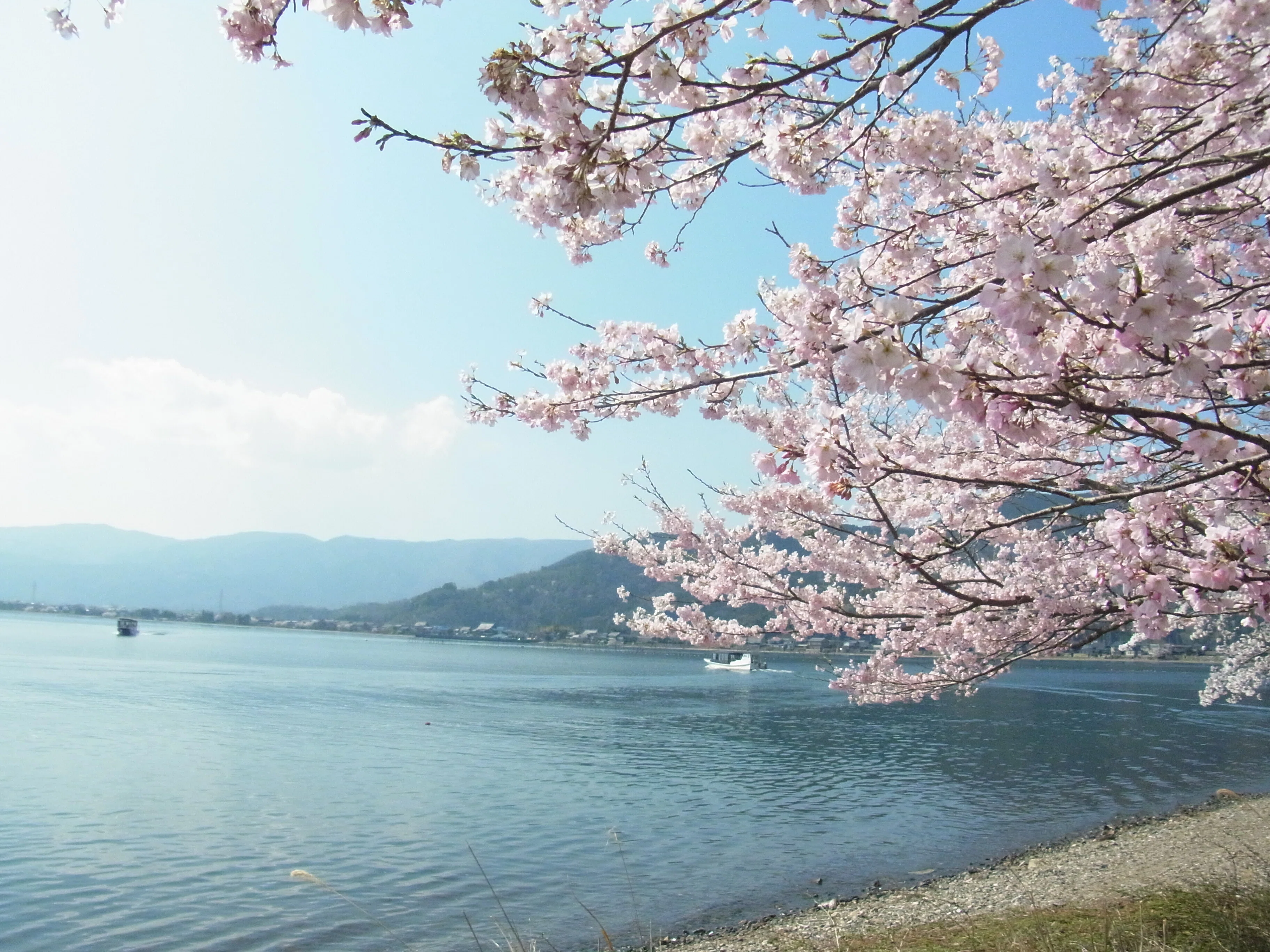 奥琵琶湖の桜を見に行く｜林白果