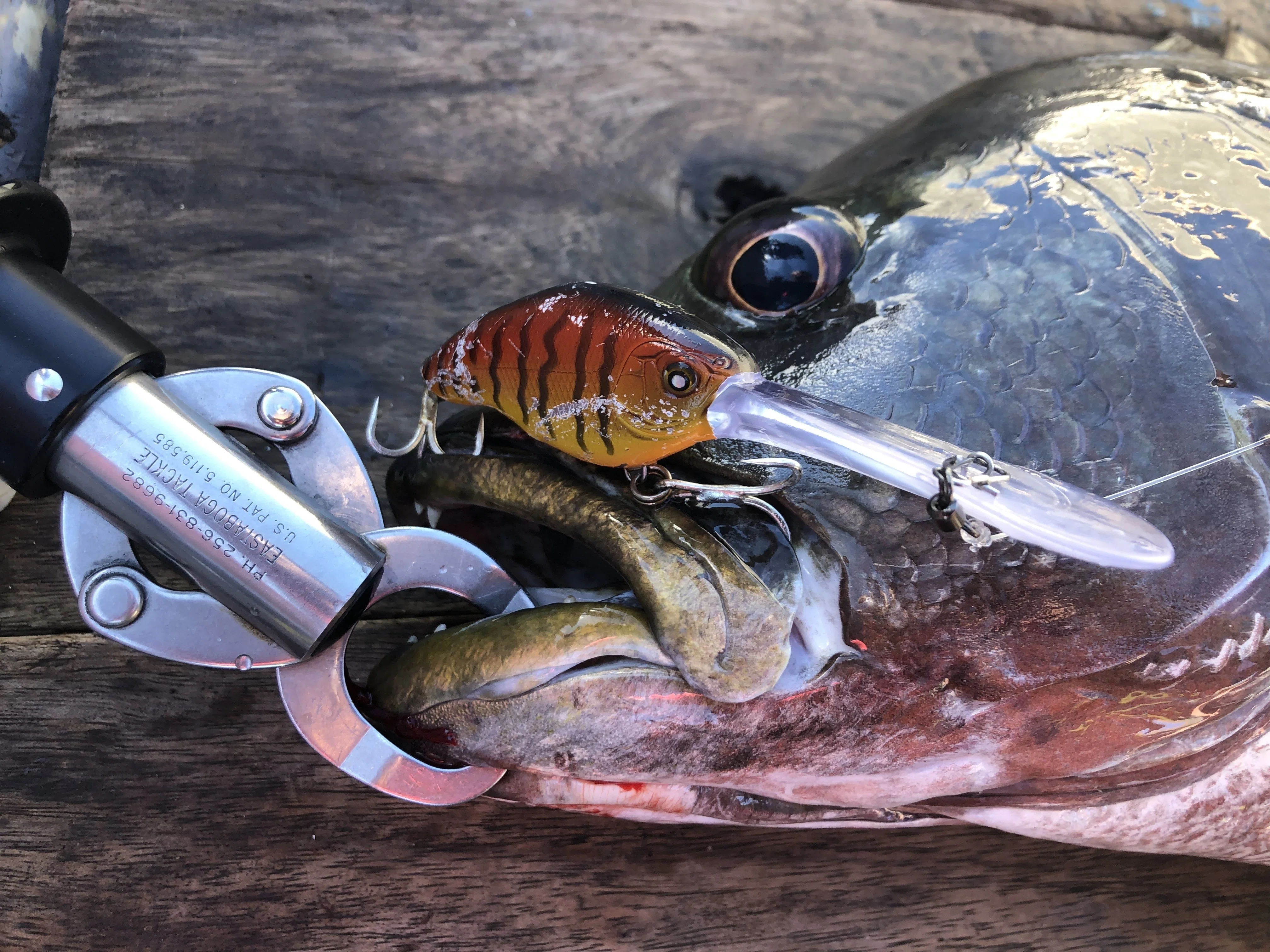 Deep Crankbait with a Compact Body and Long Lip: 