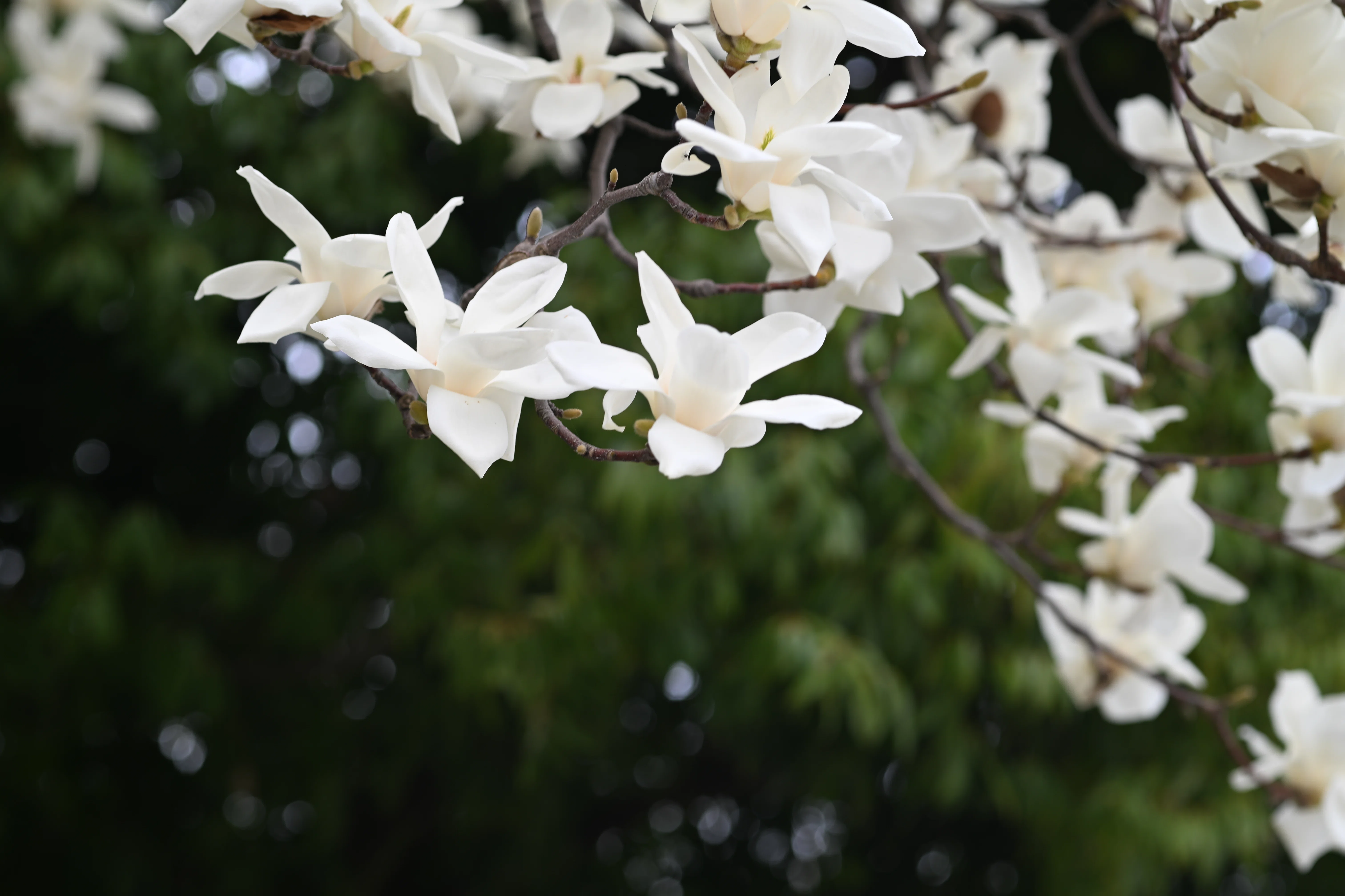 花の季節…｜1/Zf