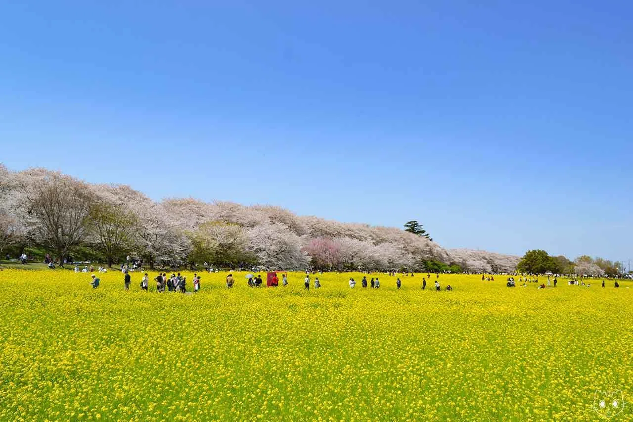 歩いていく幸手権現堂桜堤の「菜の花と桜と青空」 ｜オリテアガル