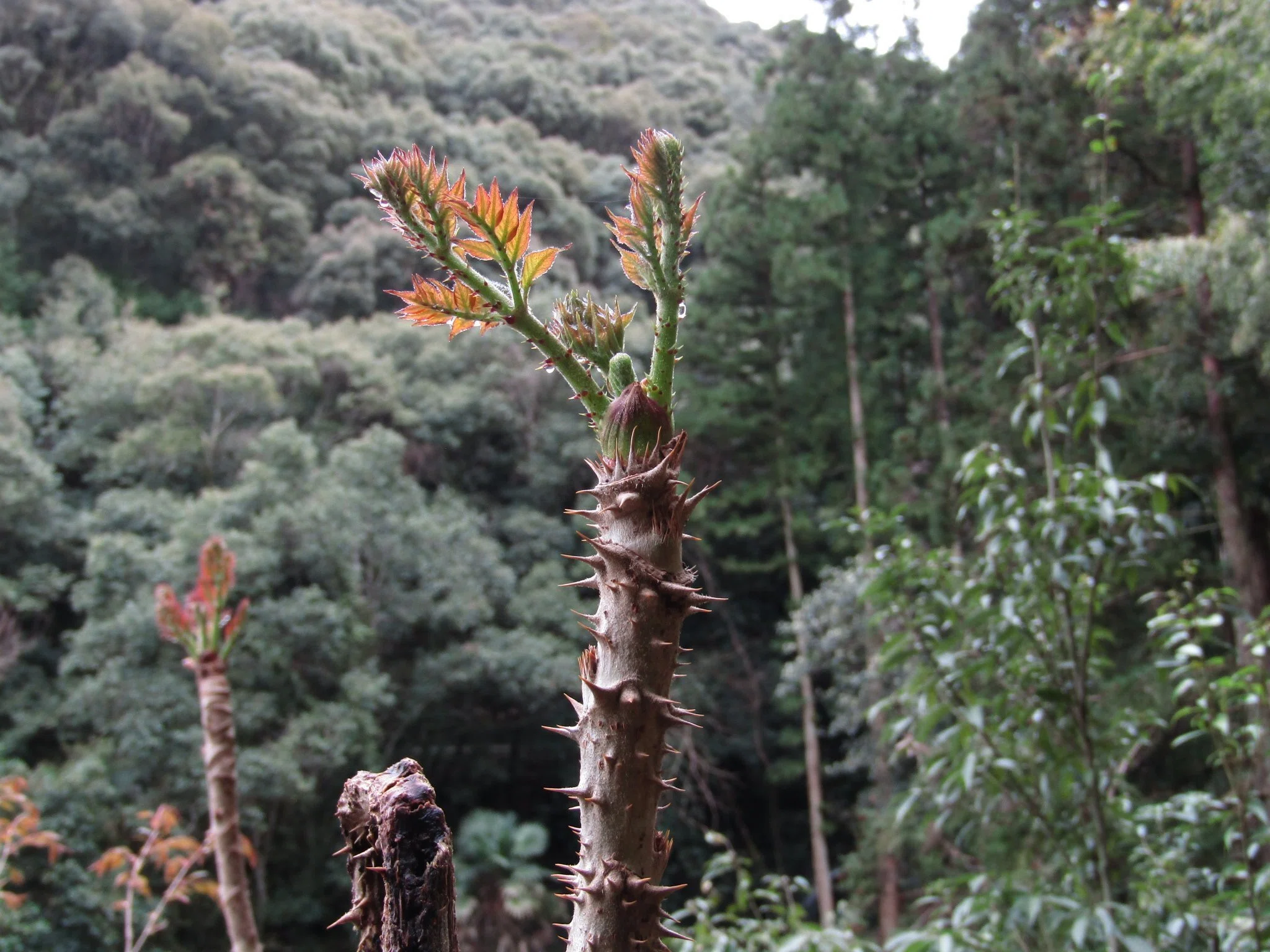 タラの芽　コメント用 taranome_top4.jpg