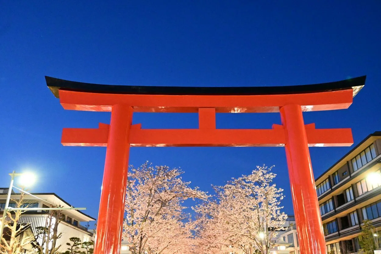 鎌倉 段葛の夜桜 2026年4月｜sho@かまふち 管理人|国宝・城・世界遺産