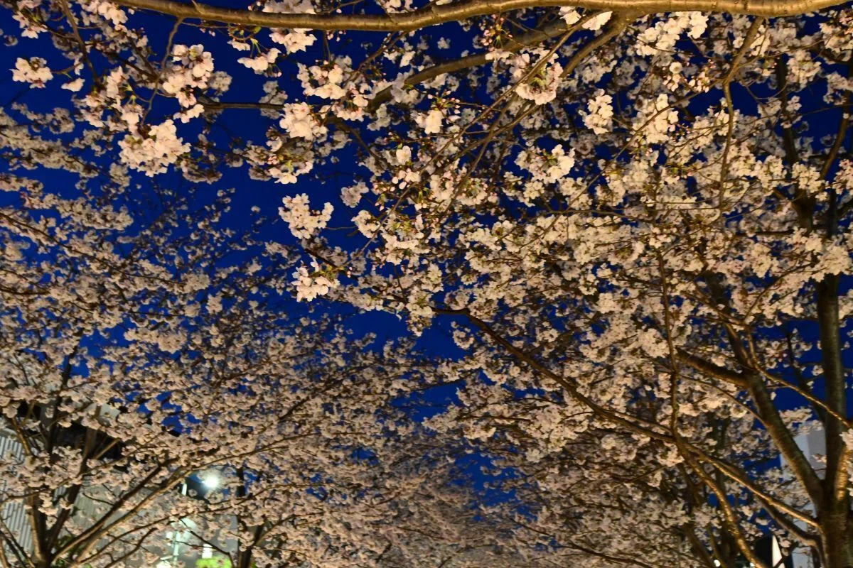 鎌倉 段葛の夜桜 2026年4月｜sho@かまふち 管理人|国宝・城・世界遺産