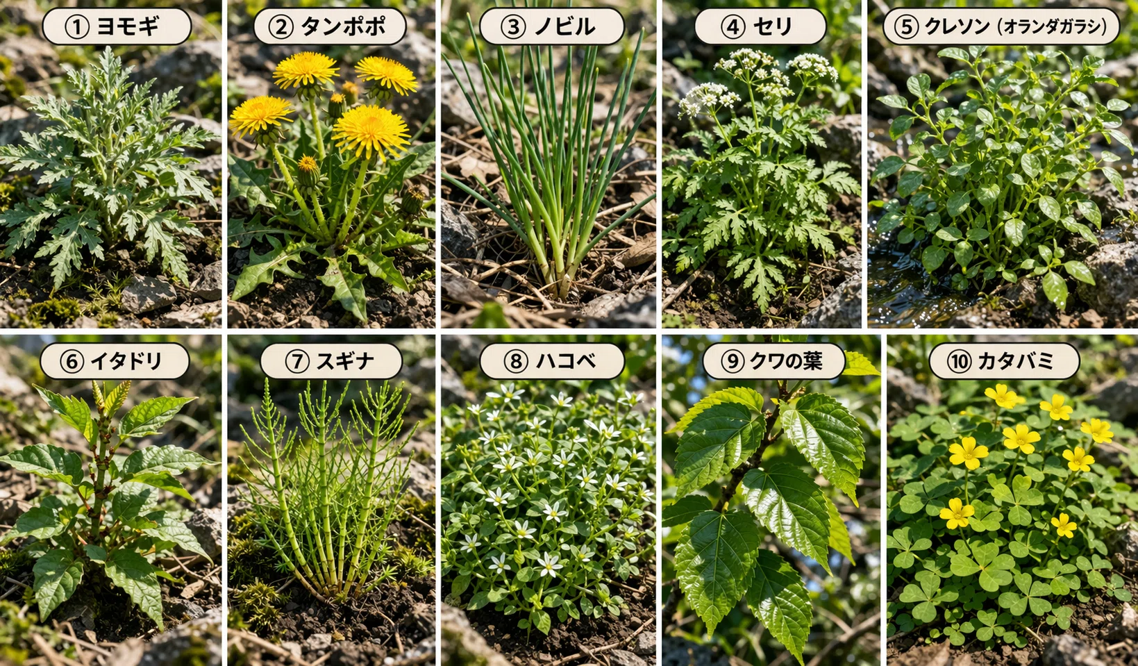 山の心得】～緊急時の野草編～｜ミズ