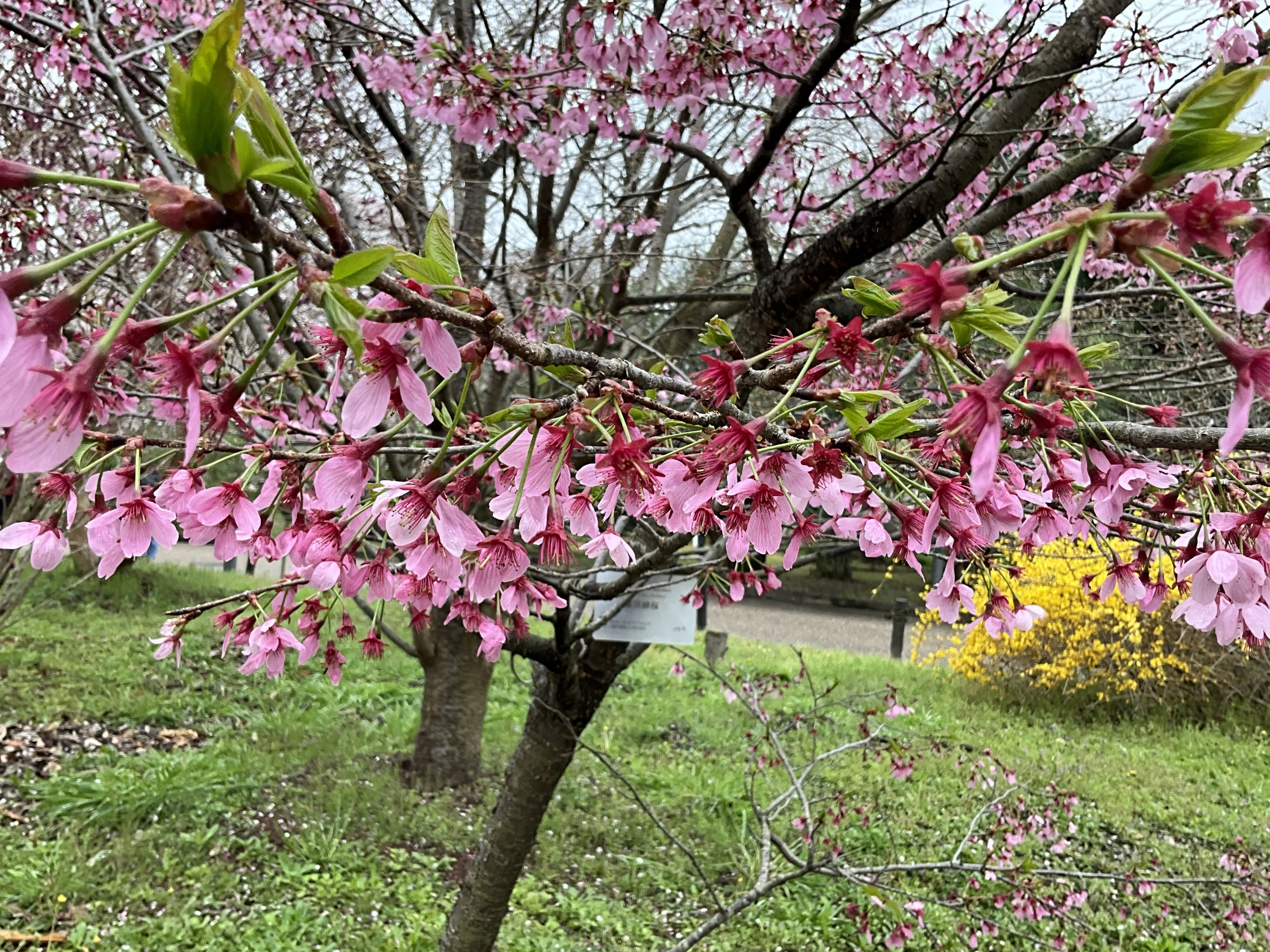 横浜緋桜（京都府立植物園）：2026年4月5日（日）｜藤井秀昭（『京都