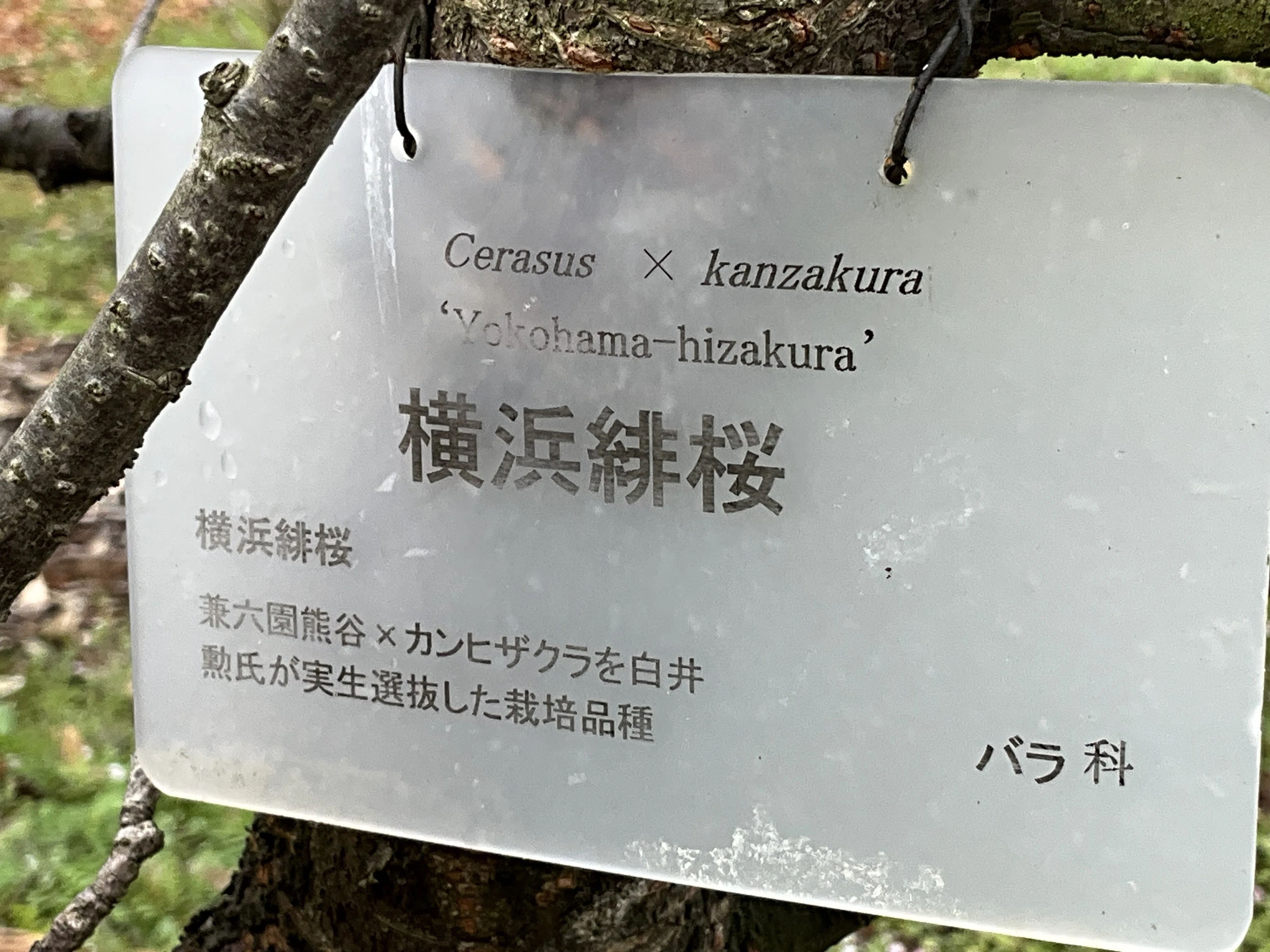 品種が分からない桜　本日受付終了　 横浜緋桜（京都府立植物園）：2026年4月5日（日）｜藤井秀昭（『京都