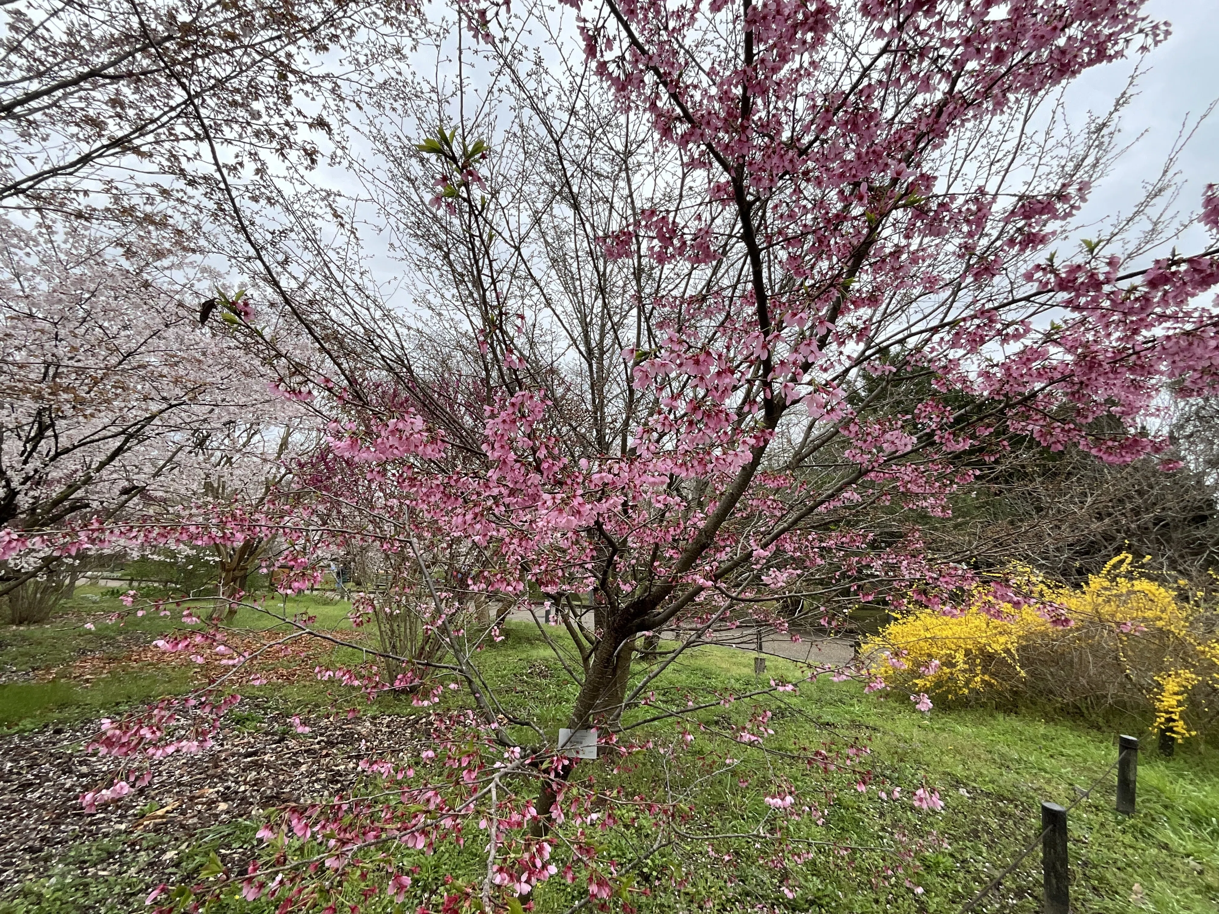 横浜緋桜（京都府立植物園）：2026年4月5日（日）｜藤井秀昭（『京都
