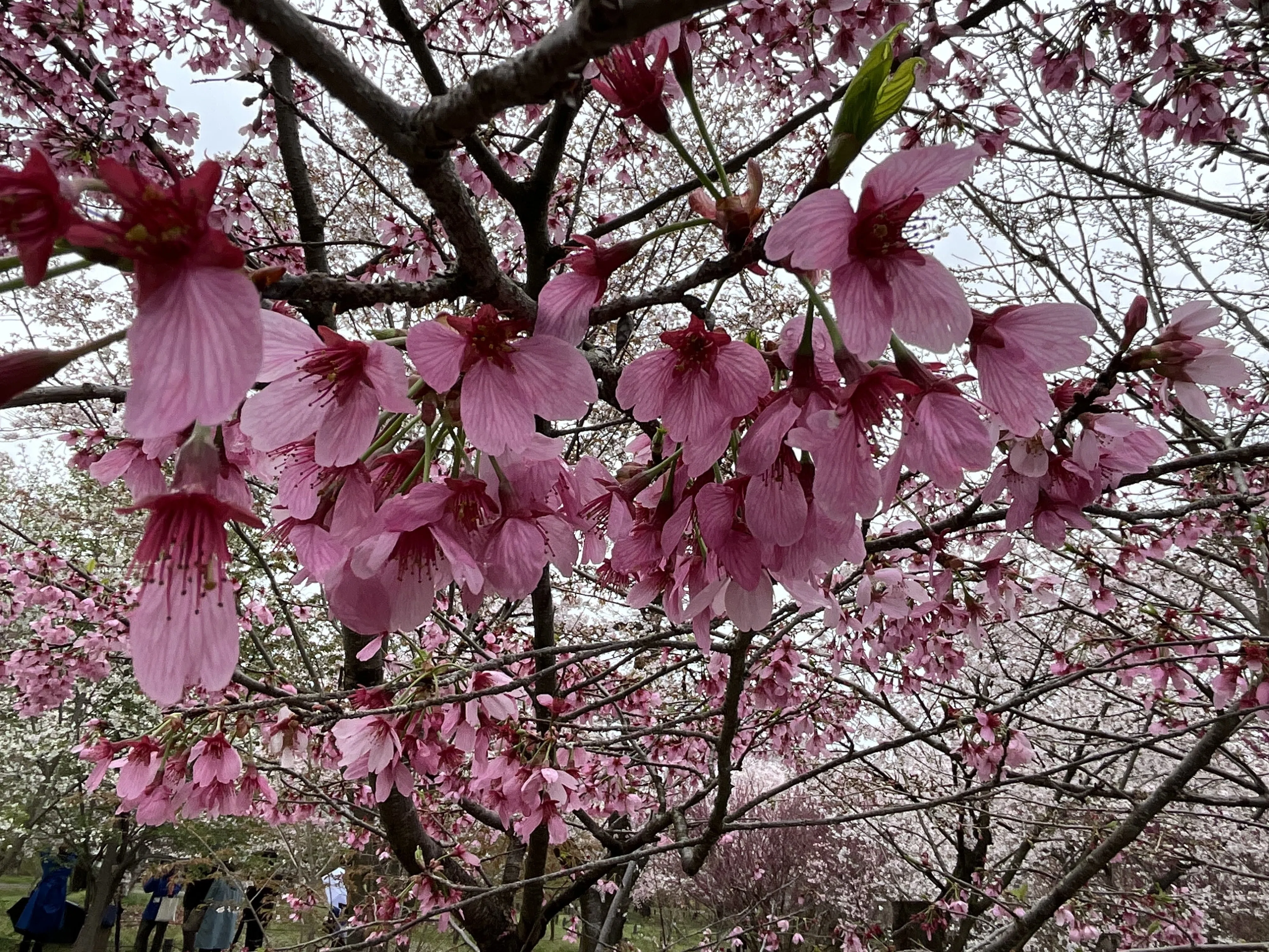 横浜緋桜（京都府立植物園）：2026年4月5日（日）｜藤井秀昭（『京都