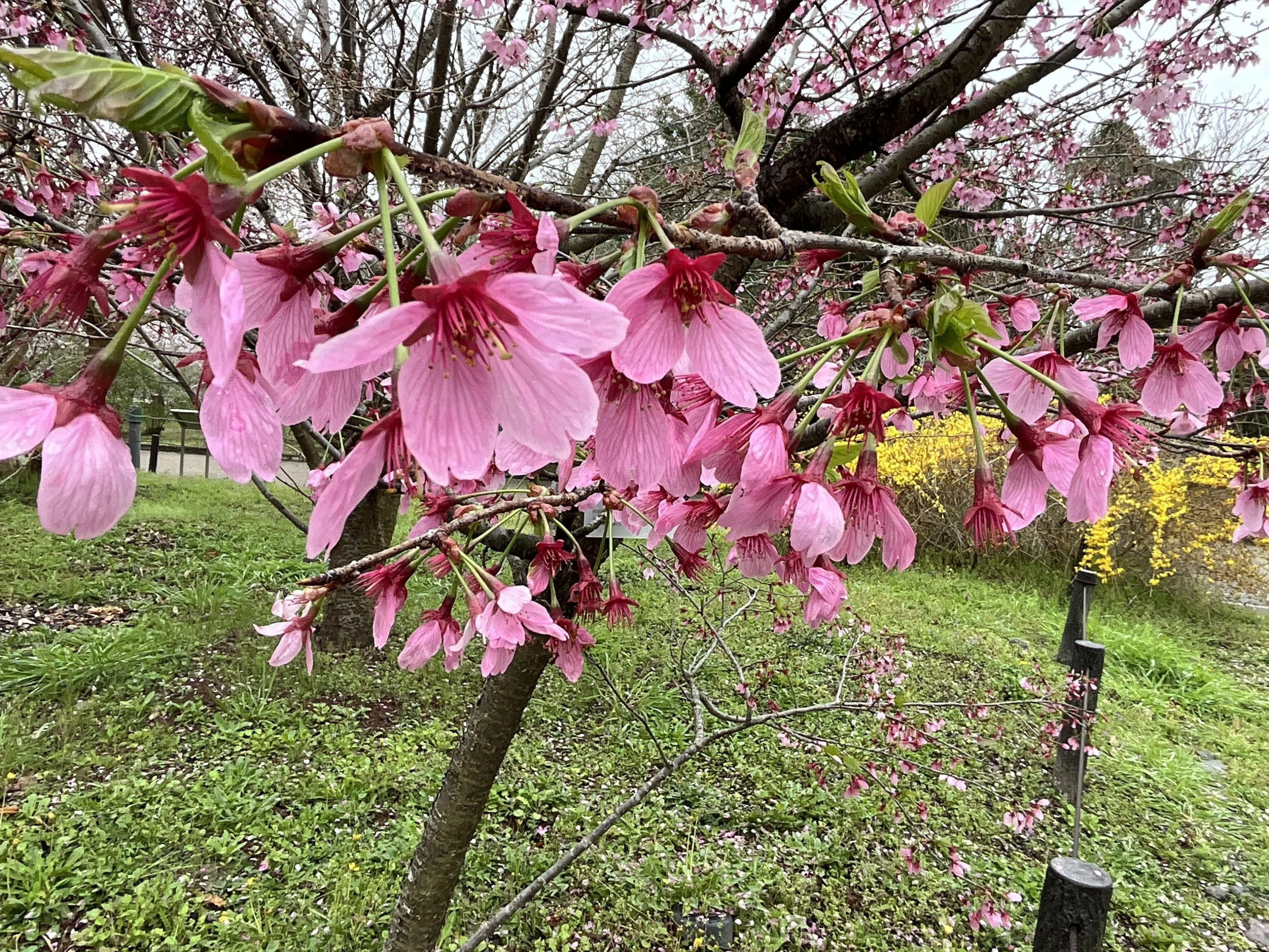 横浜緋桜（京都府立植物園）：2026年4月5日（日）｜藤井秀昭（『京都
