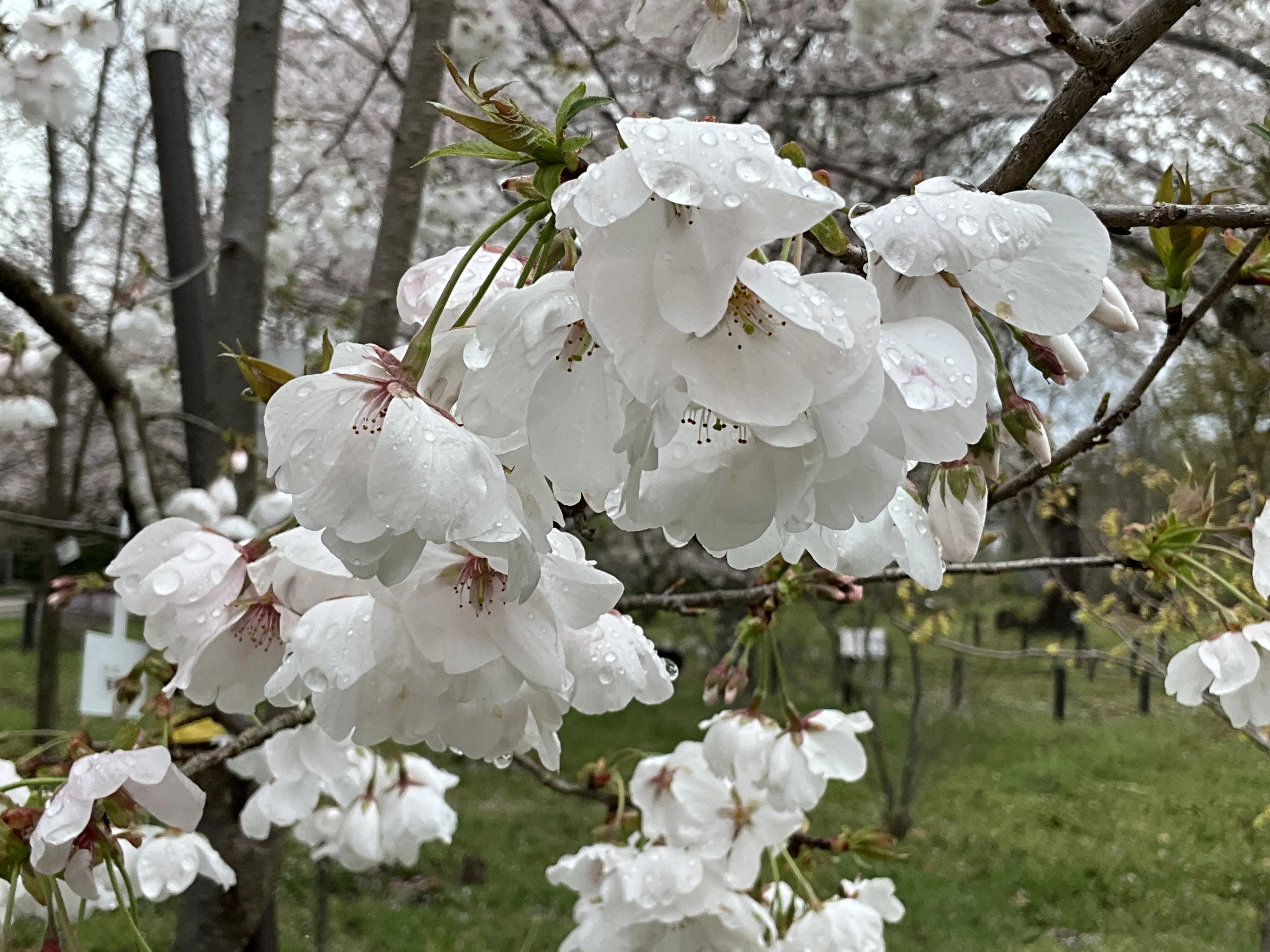 鞍馬桜（京都府立植物園）：2026年4月4日（土）｜藤井秀昭（『京都居候