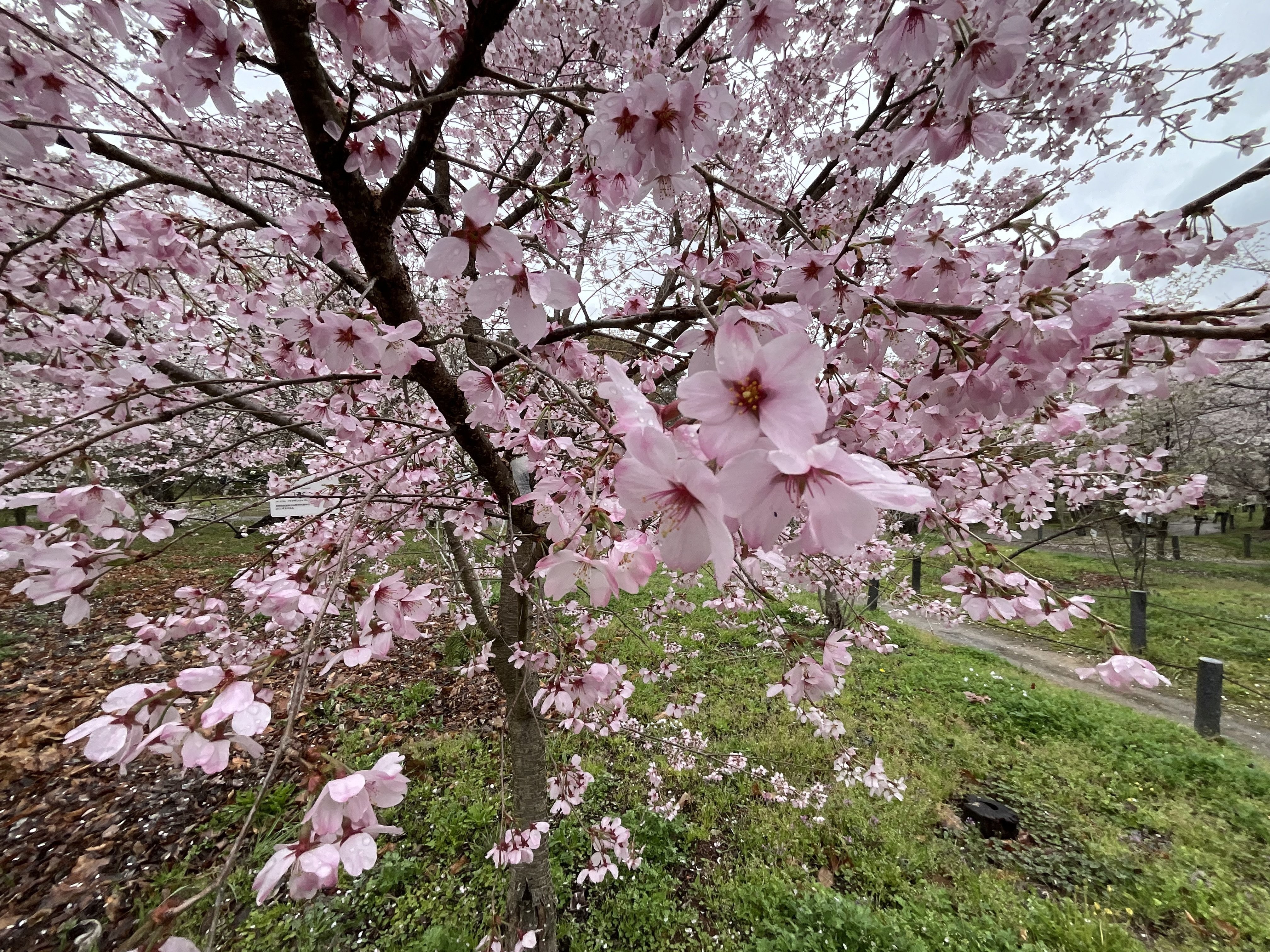円通寺桜（京都府立植物園）：2026年4月5日（日）｜藤井秀昭（『京都