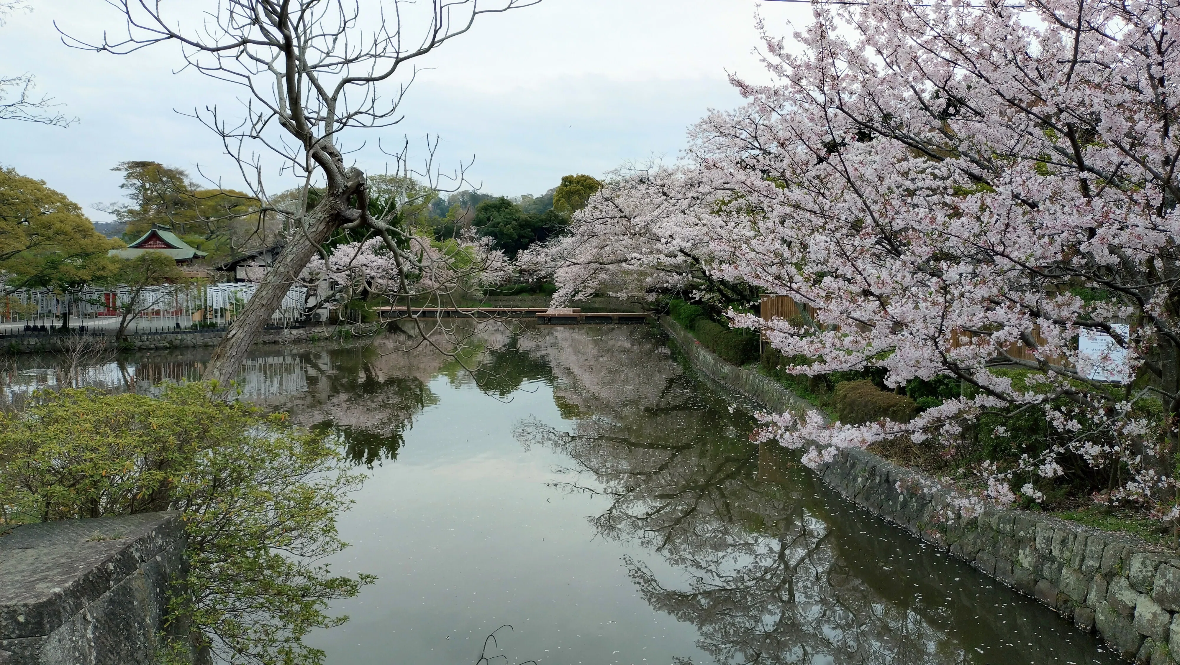 神奈川Short Trip】桜満開の鎌倉🌸ハイライトスポットを行く