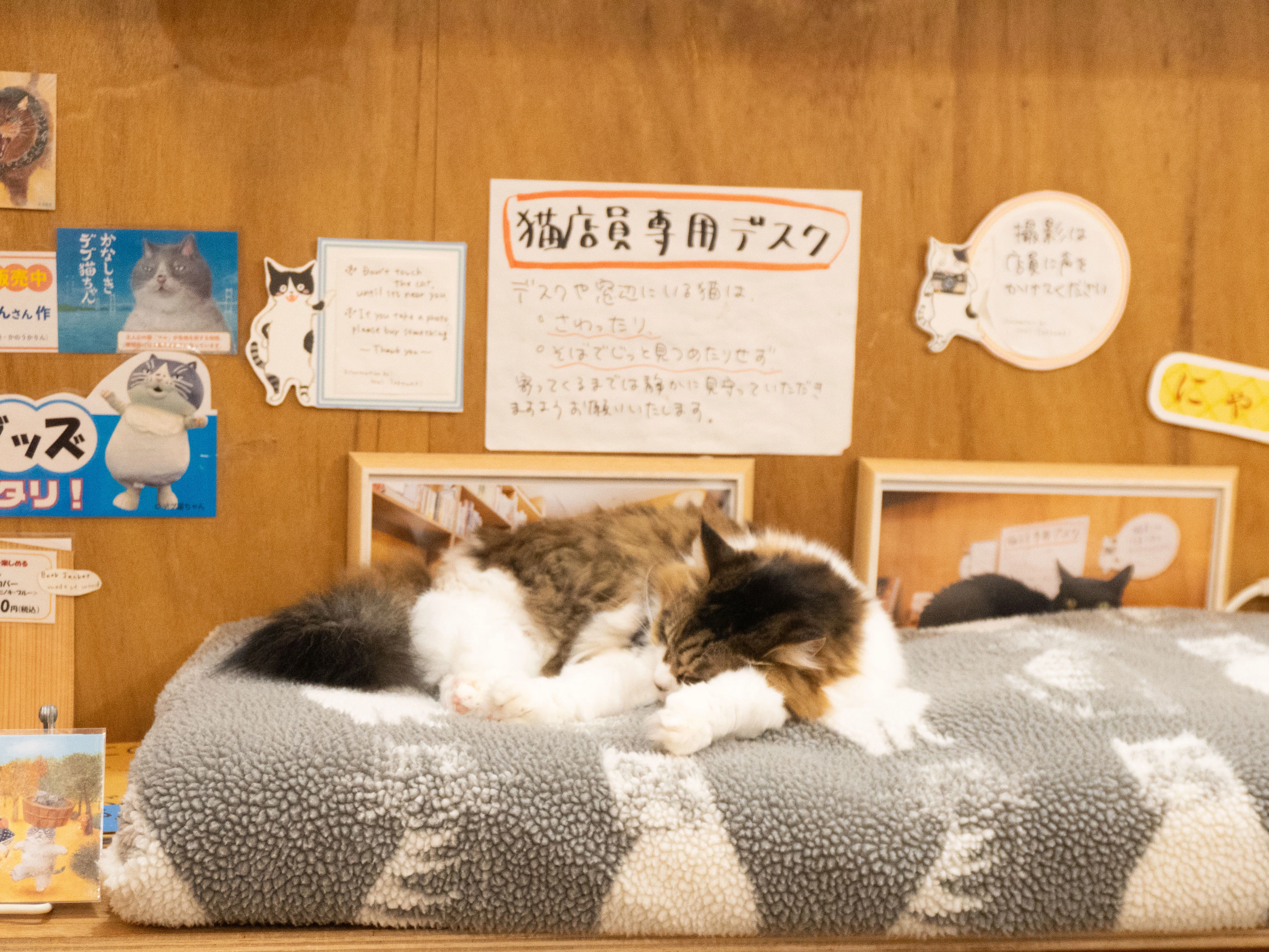 猫店員に会える書店「キャッツミャウブックス」に行ってきた話｜森潤也