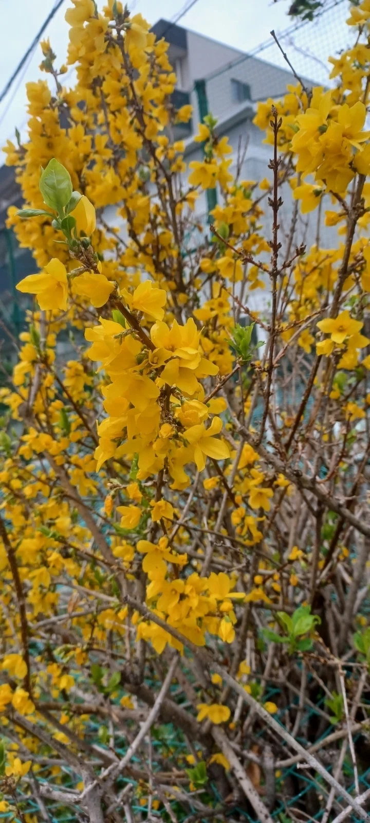 写真マニア 1 花の写真いっぱい撮ったどーん🌸｜宴珠 えんじゅ