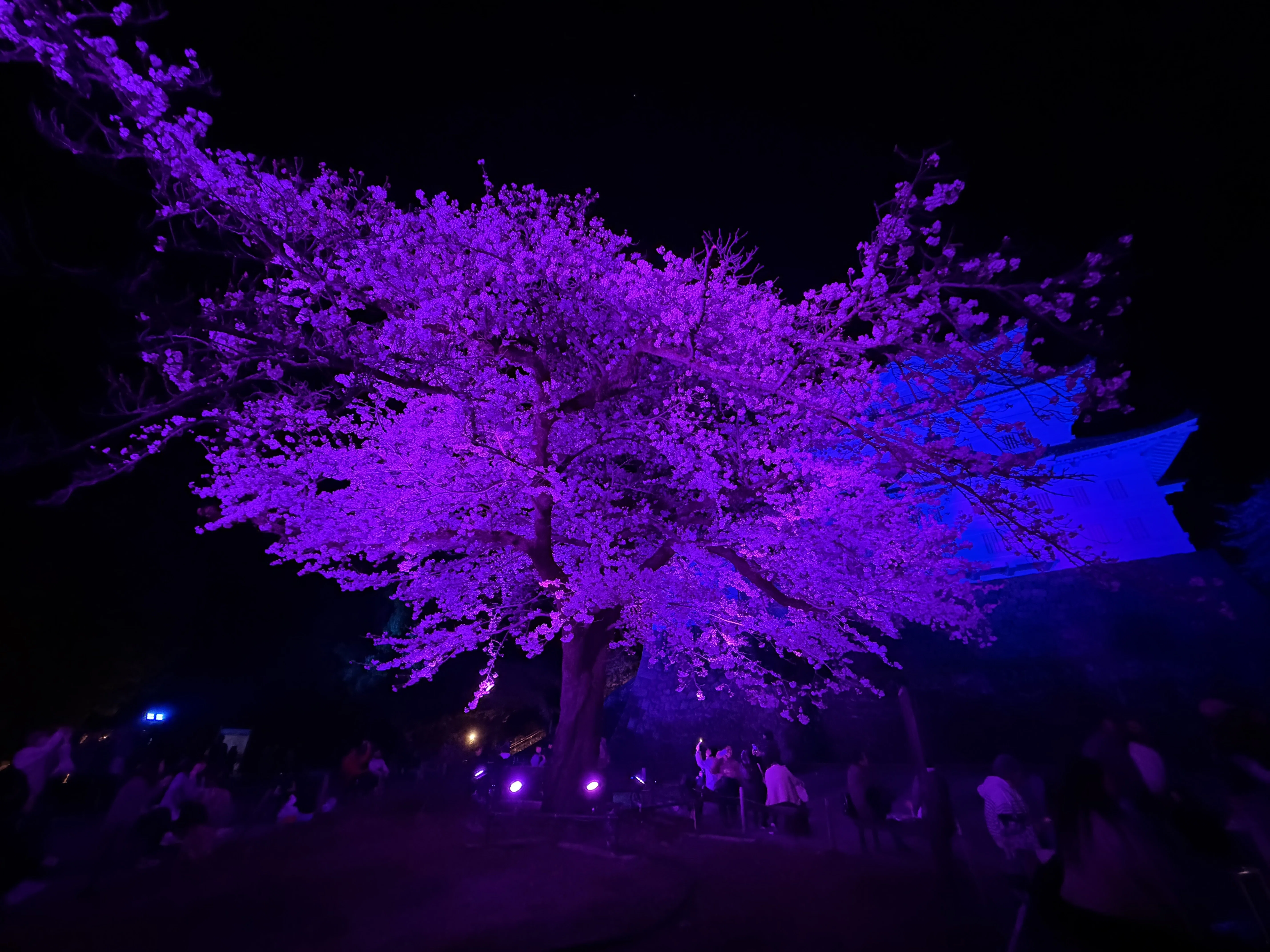 毎年恒例のマイ行事「小田原城の桜（ライトアップあり）鑑賞」｜屋台の