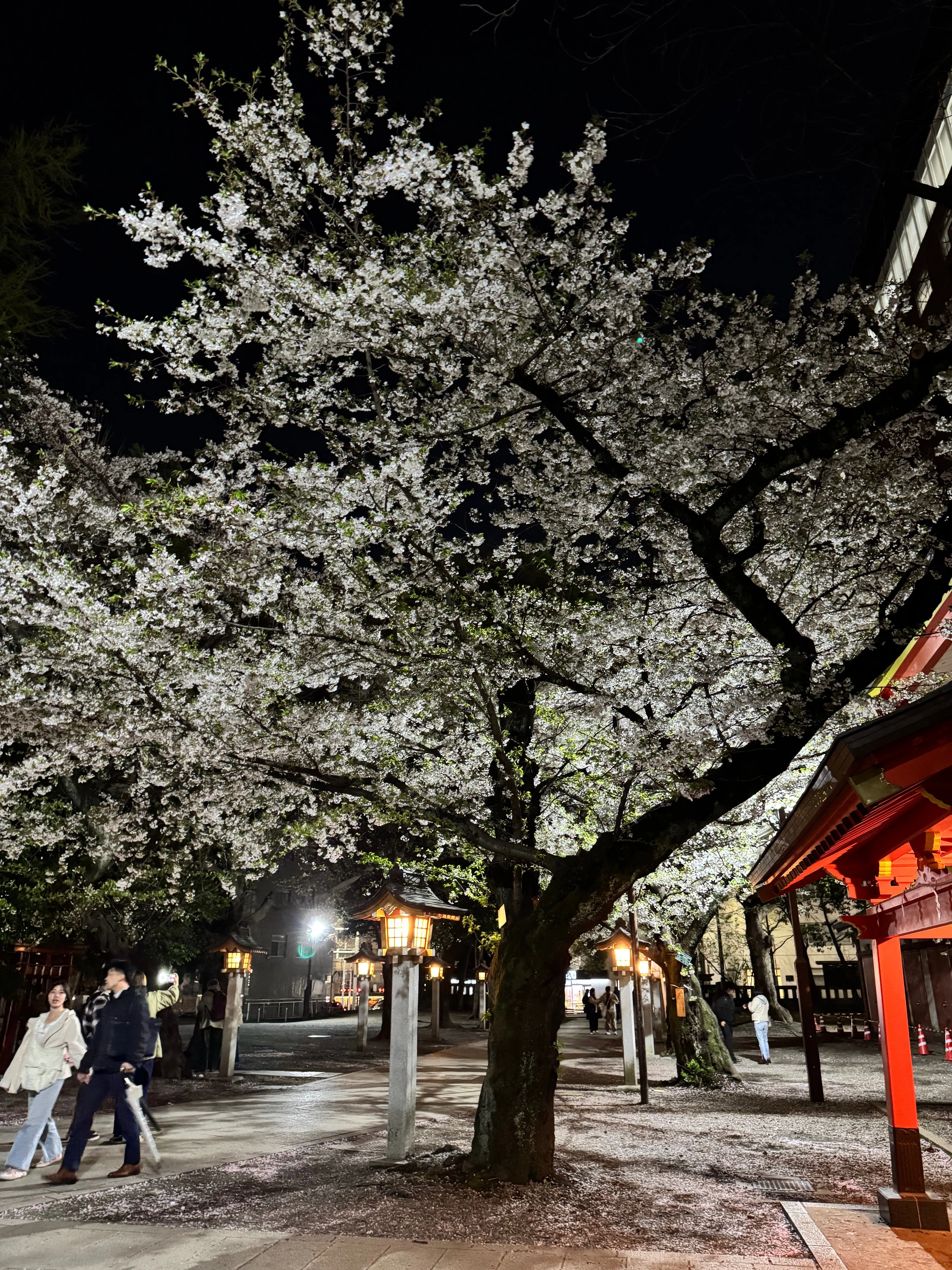東京夜探偵 46 新宿区花園神社 〜夜桜見物〜｜露塵散