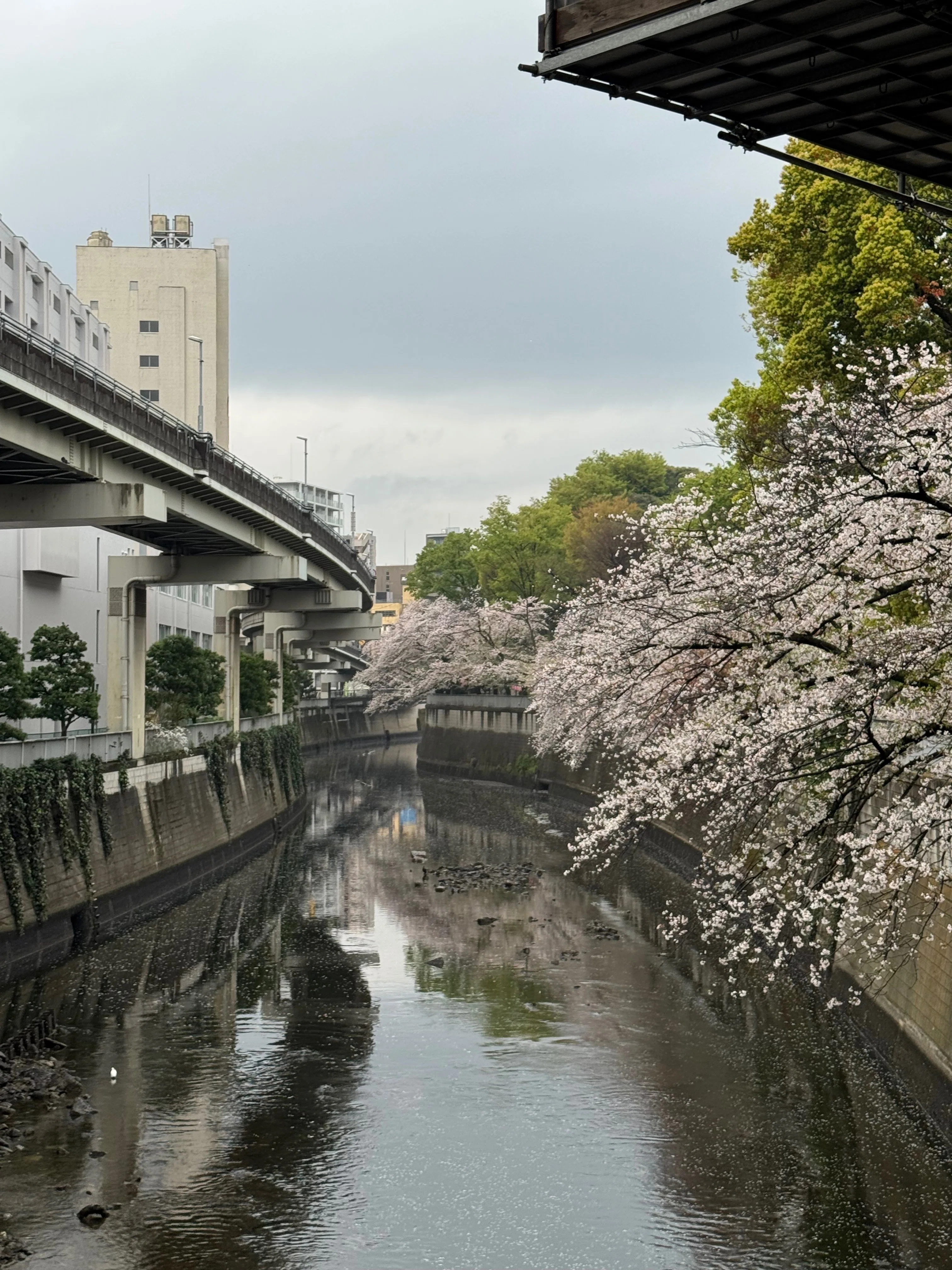 東京探索記 69 神田川の桜｜露塵散