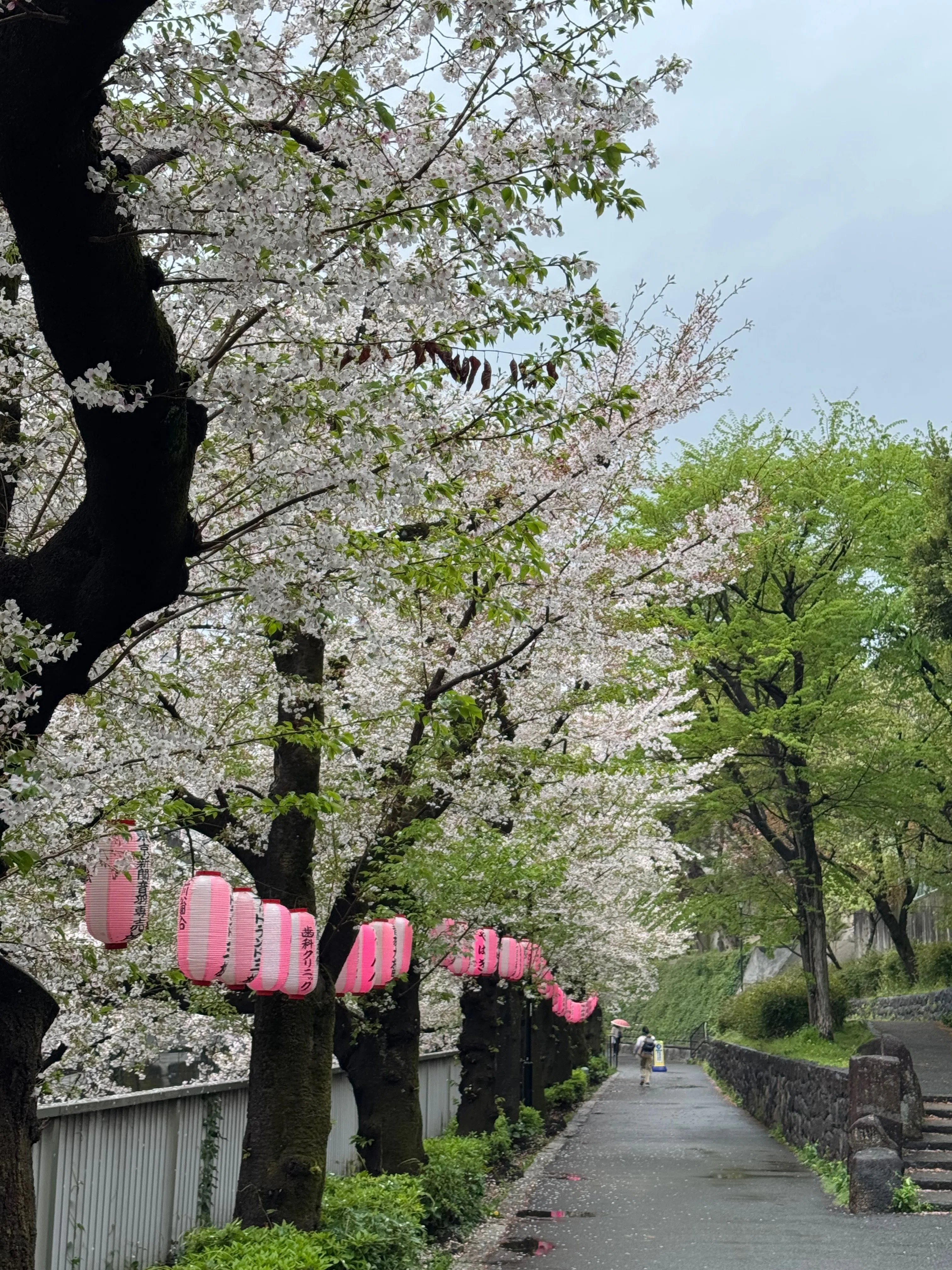 東京探索記 69 神田川の桜｜露塵散