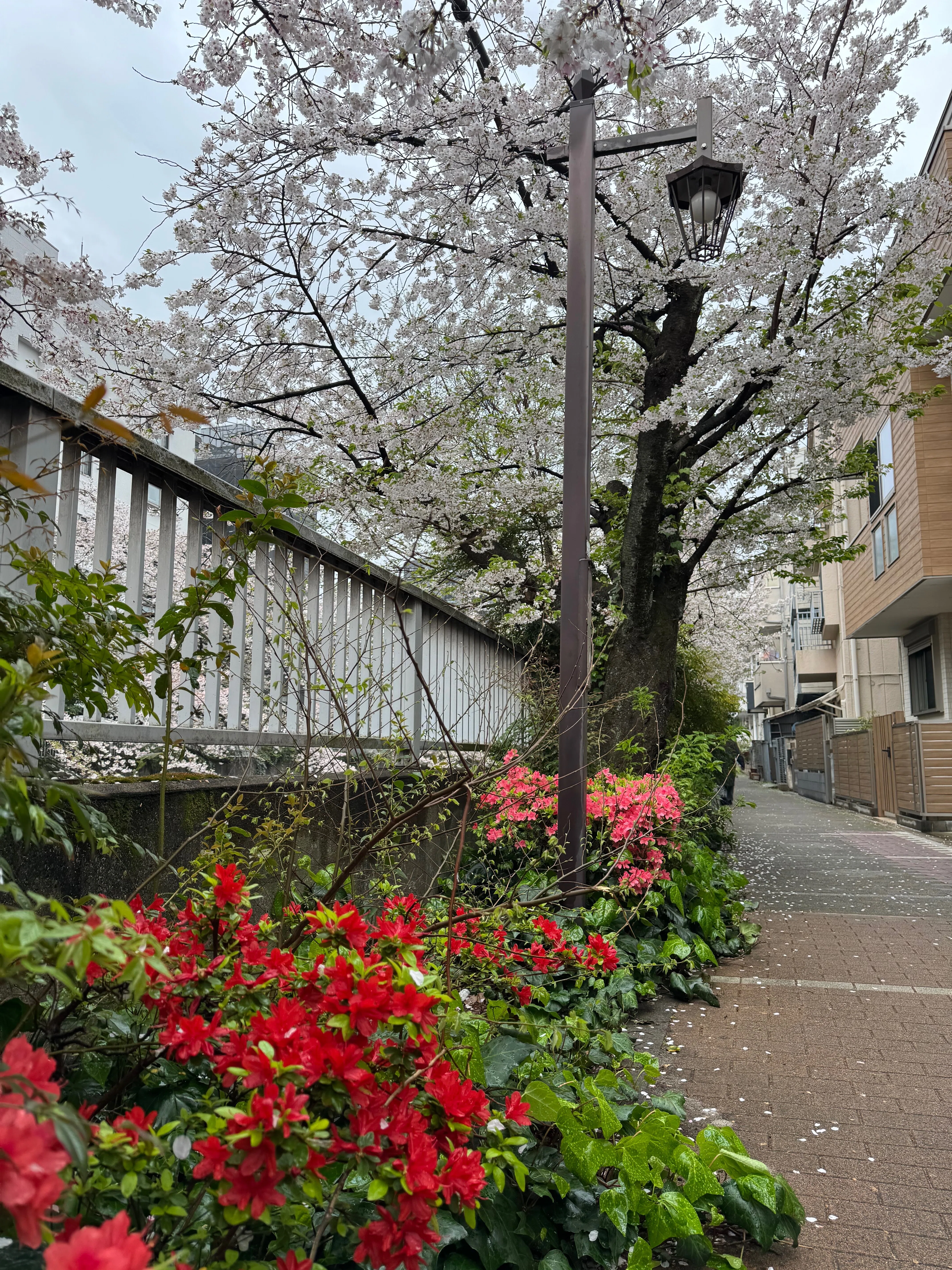 東京探索記 69 神田川の桜｜露塵散