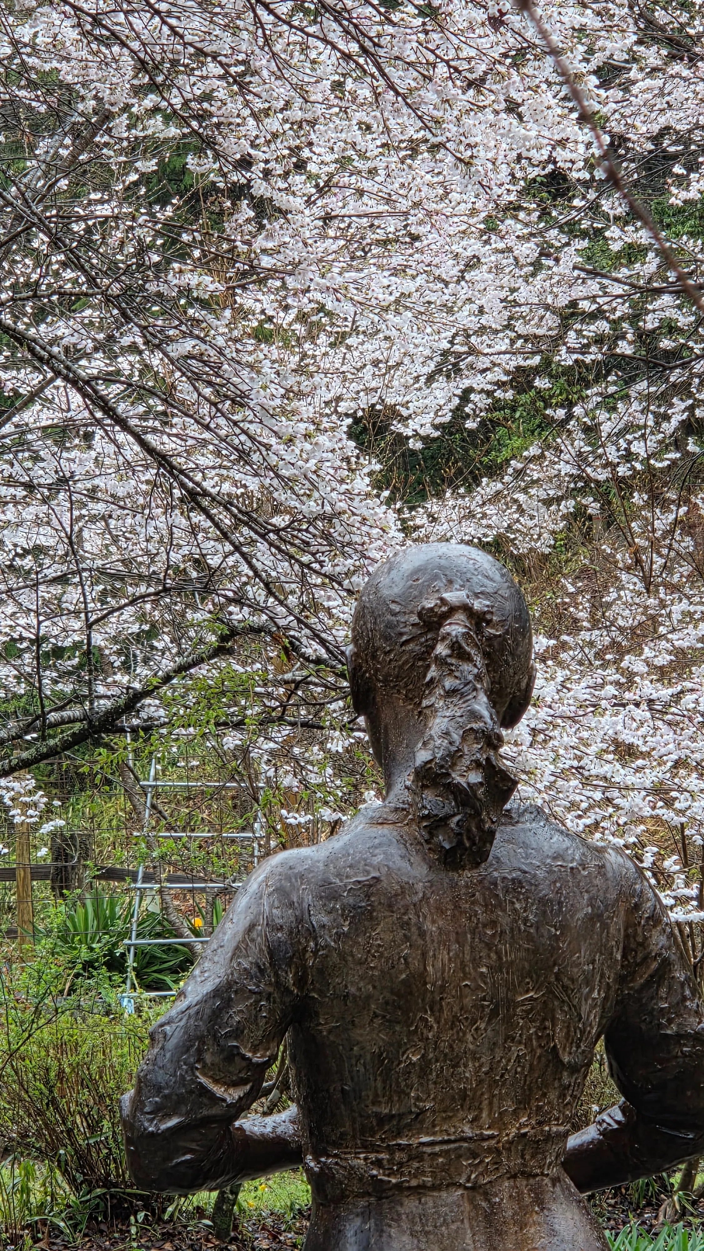 ブロンズ像の視線の先に桜｜ふみぞう