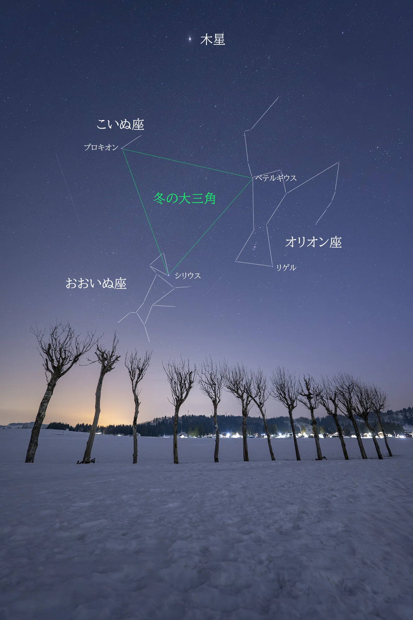 雪原の並木と星空｜星空写真家 × 会社役員 | 「好き」を「得意」に