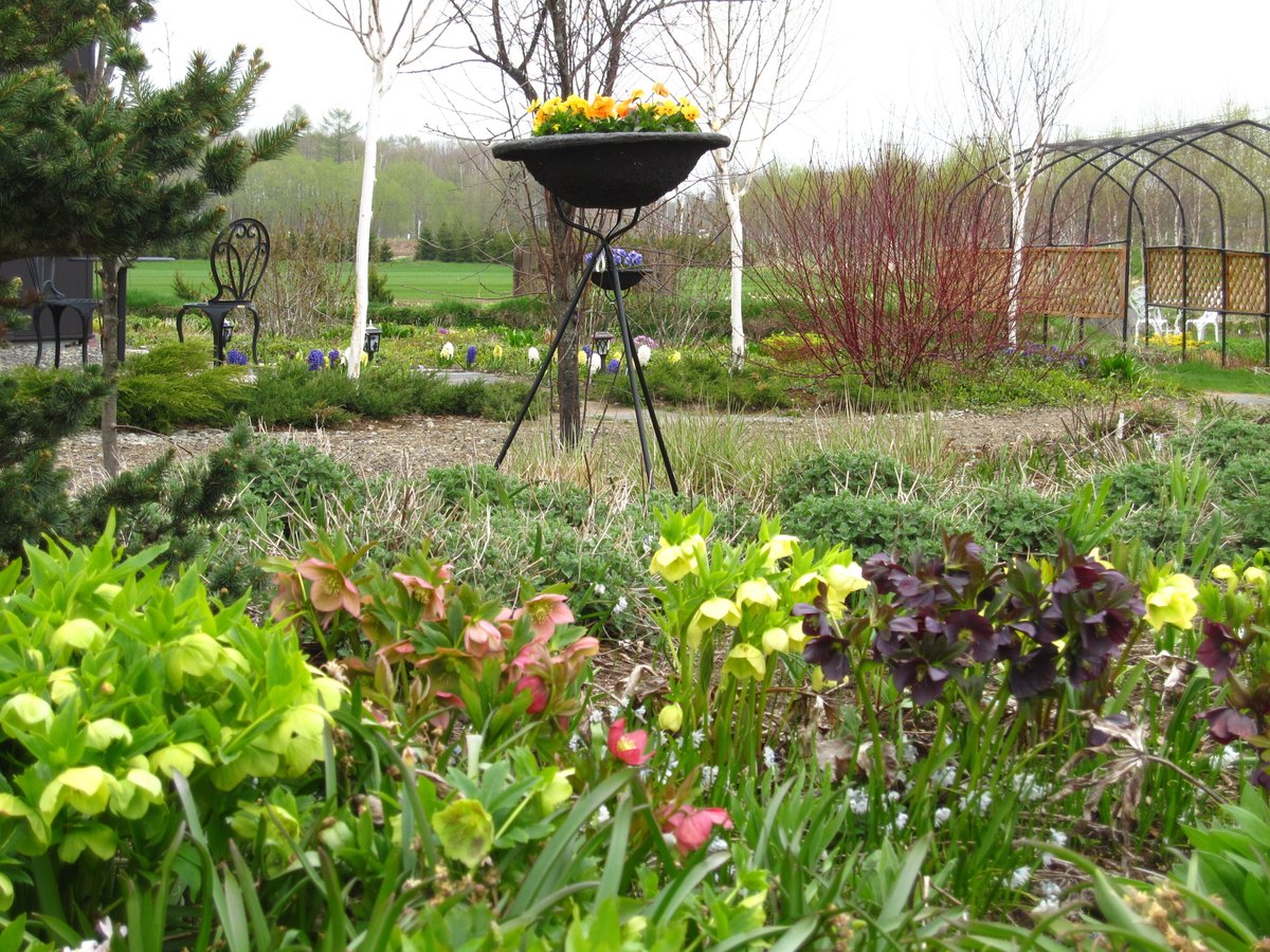 花のバトンをつなごう【第1回】：春の庭を彩る宿根草――3月から6月まで花をつなぐ品種選び