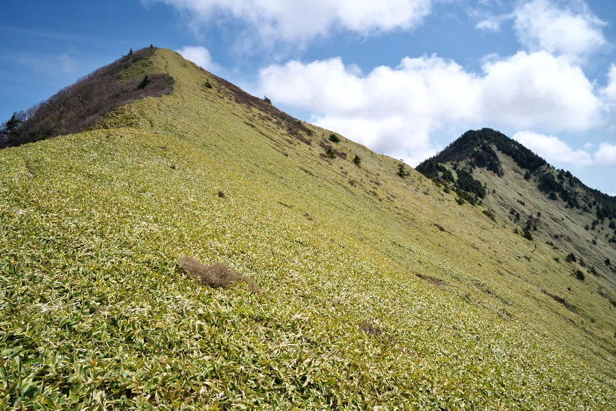 石鎚山系の秀峰・二ノ森へ ―ササ原の雲海と、奇妙な昆虫のこと―｜稜線