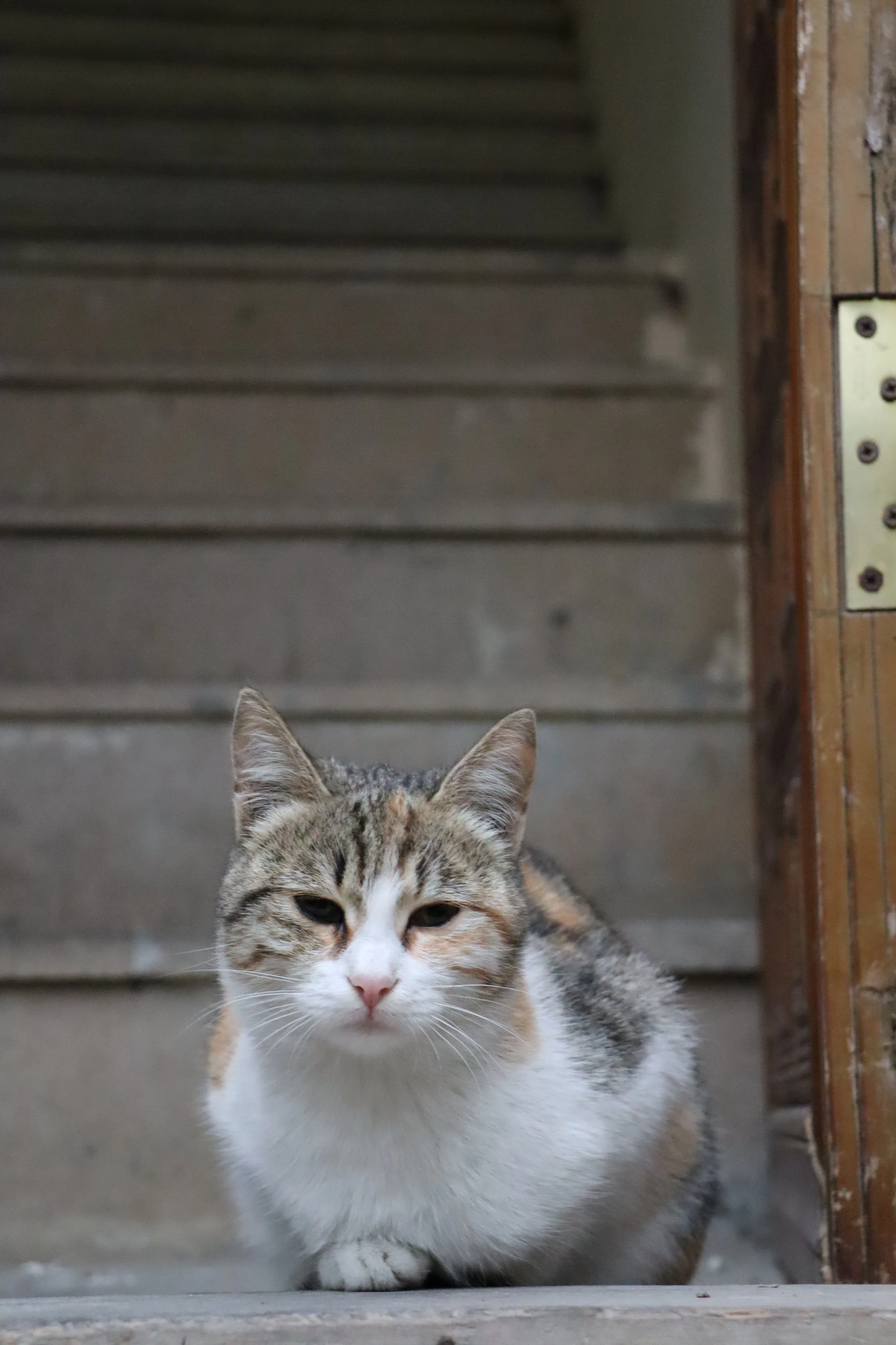 世界ねこあつめ アゼルバイジャンで私が会った猫｜堀川あかね│70ヶ国渡航