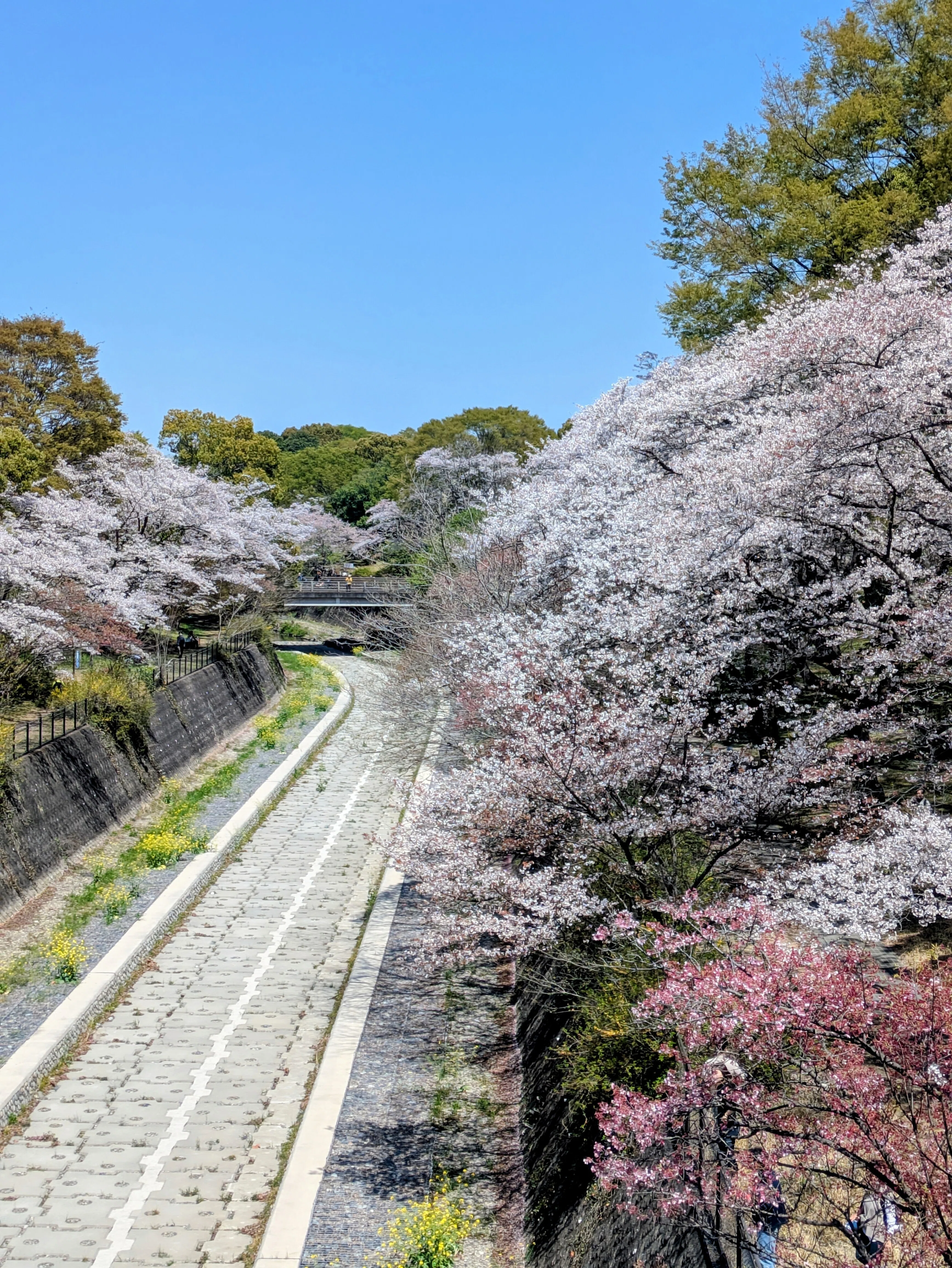 立川さんぽ】昭和記念公園 桜×菜の花×チューリップ｜linen