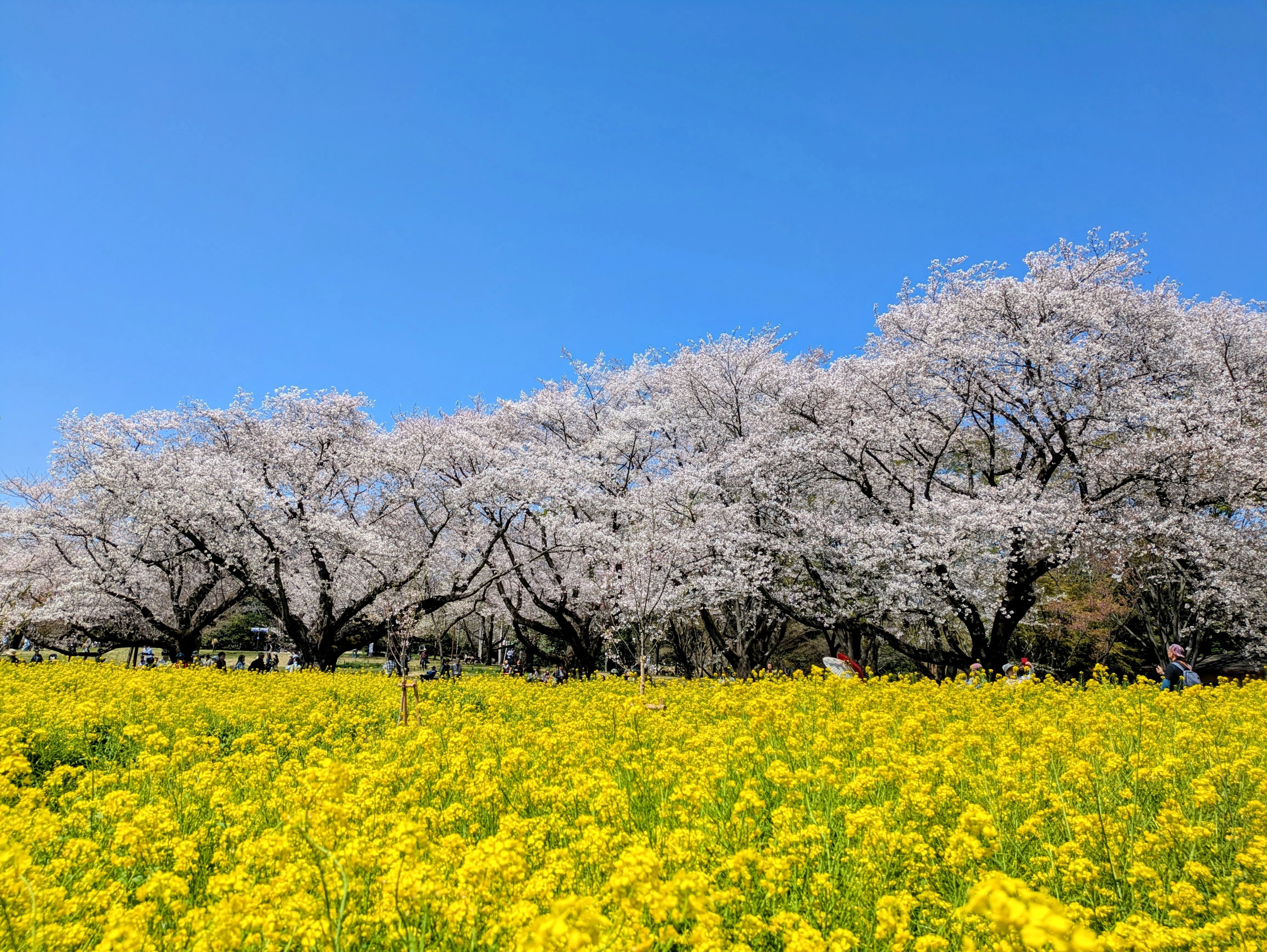 立川さんぽ】昭和記念公園 桜×菜の花×チューリップ｜linen