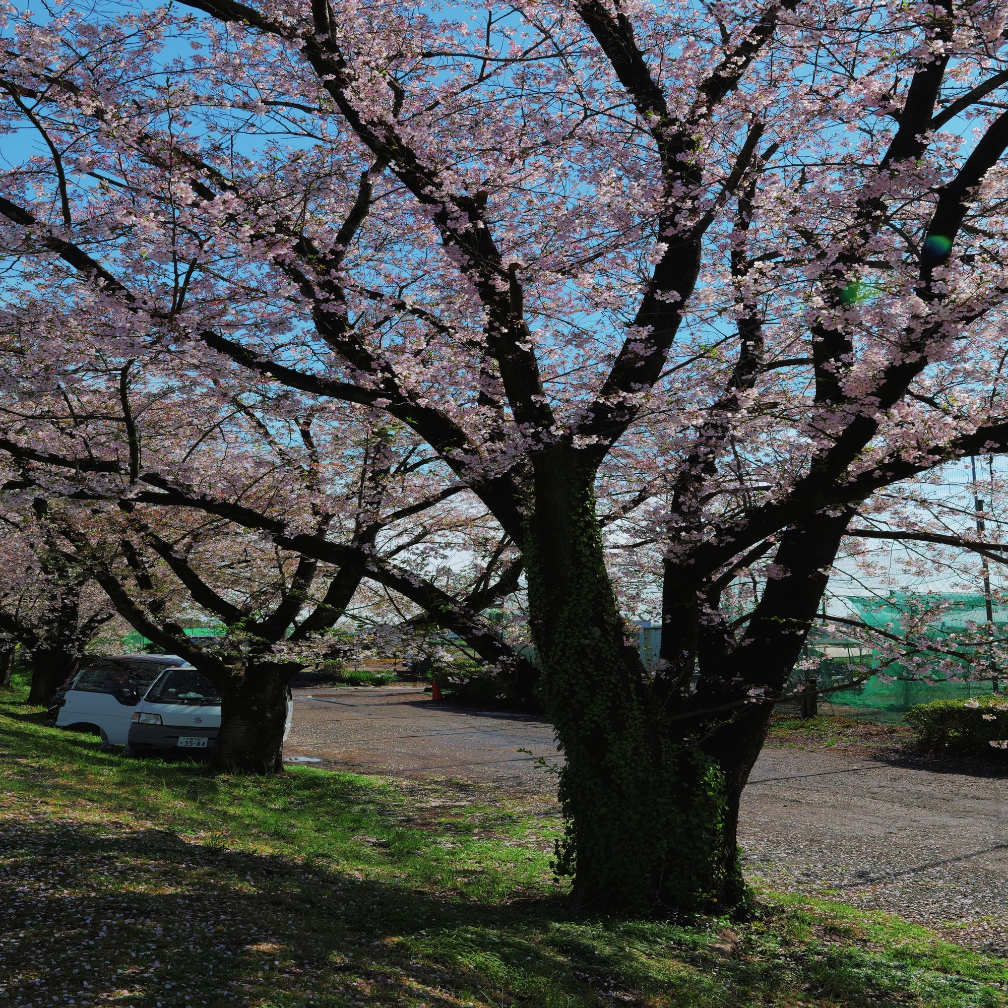 LUMIX S5II × SIGMA 28-70mm F2.8｜桜スナップレビュー（作例あり 