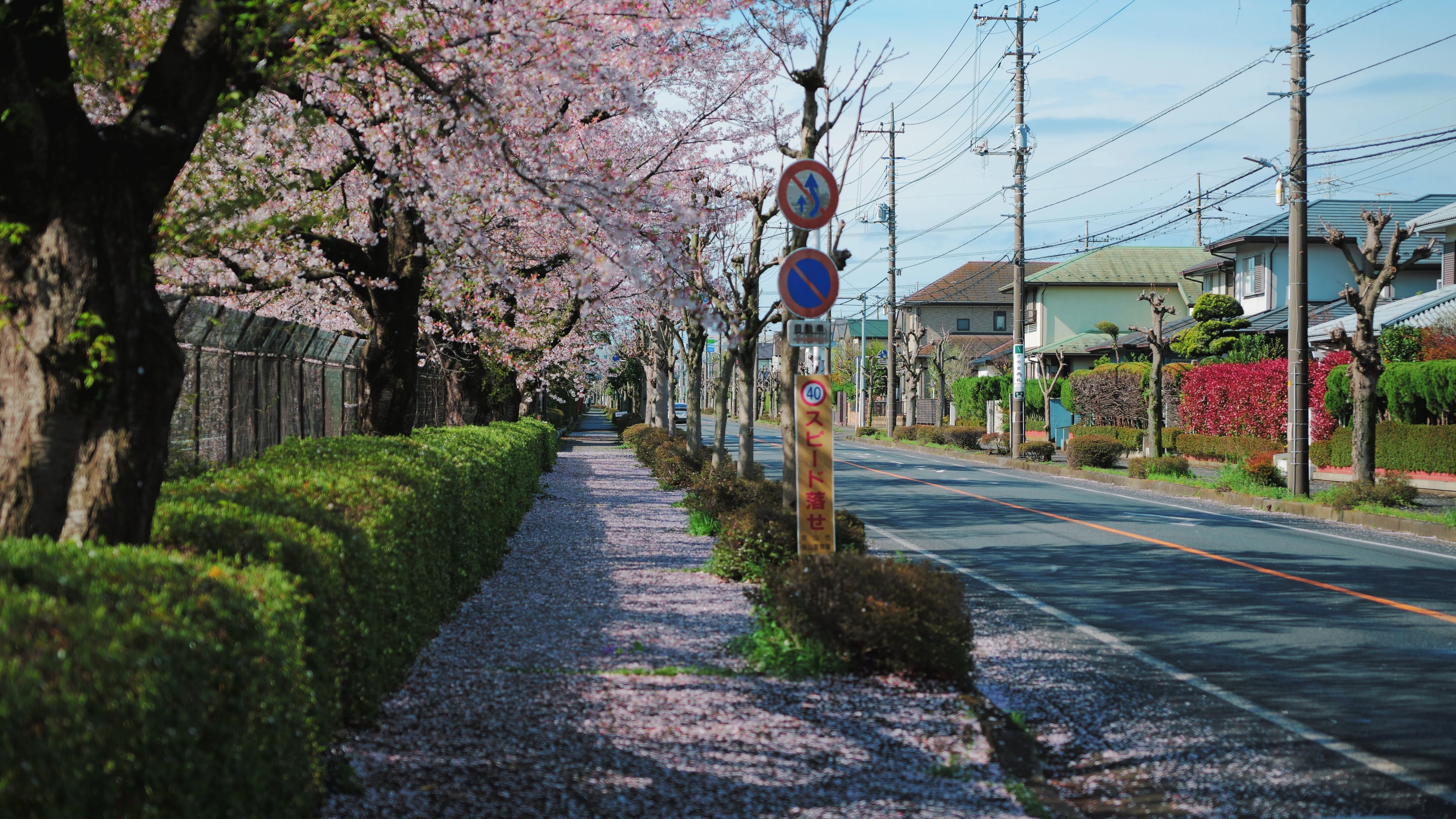 LUMIX S5II × SIGMA 28-70mm F2.8｜桜スナップレビュー（作例あり
