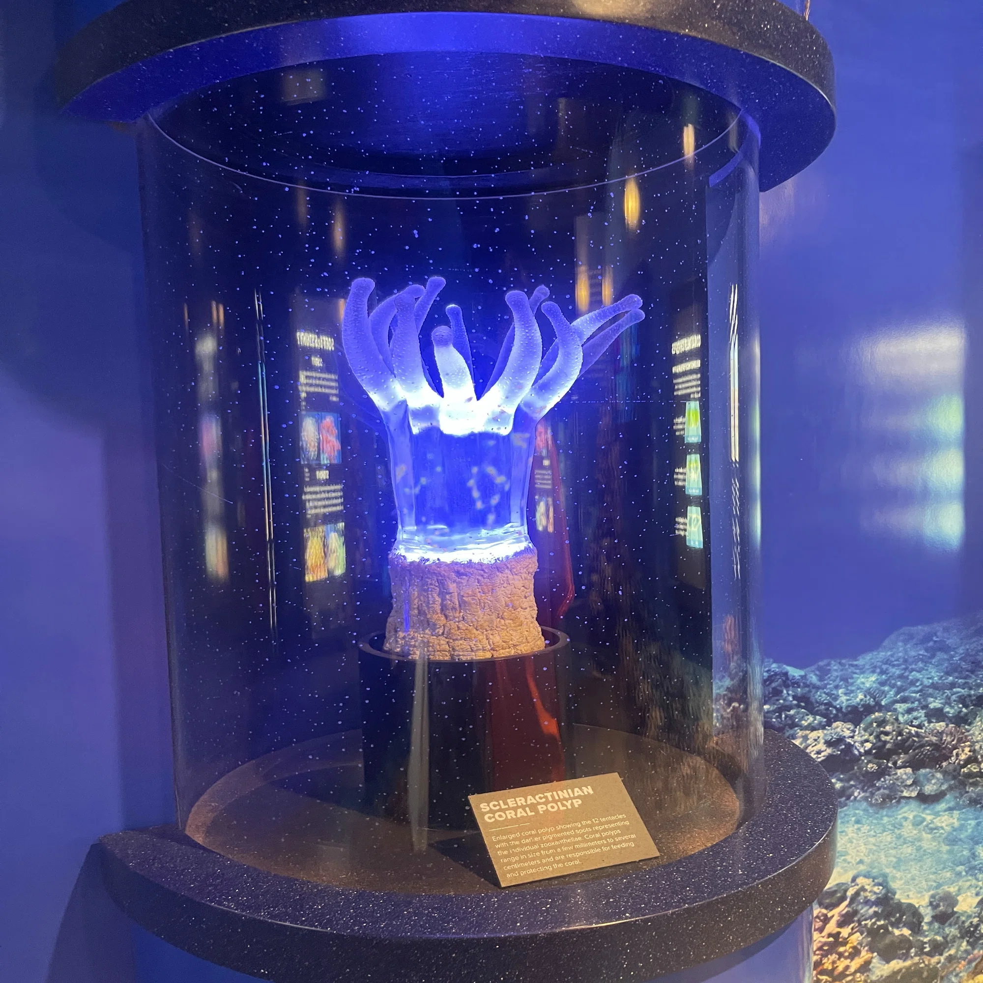 サンゴ遠征 vol.6｜ワイキキ水族館で、サンゴ好き涎垂の神水槽に出会う 