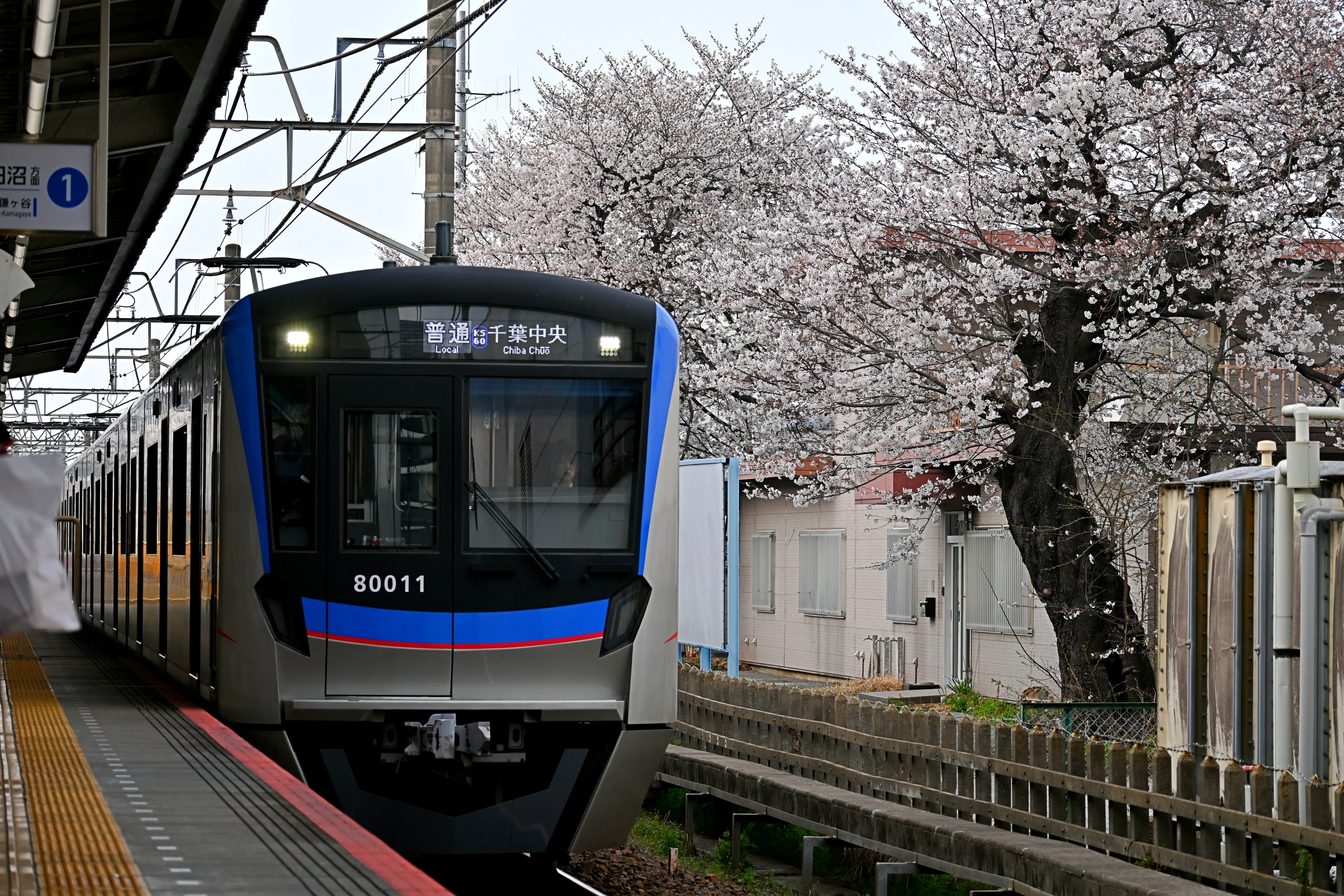 京成松戸線 桜並木と新色編成・リバイバル終了?のN838編成を撮る！｜隣