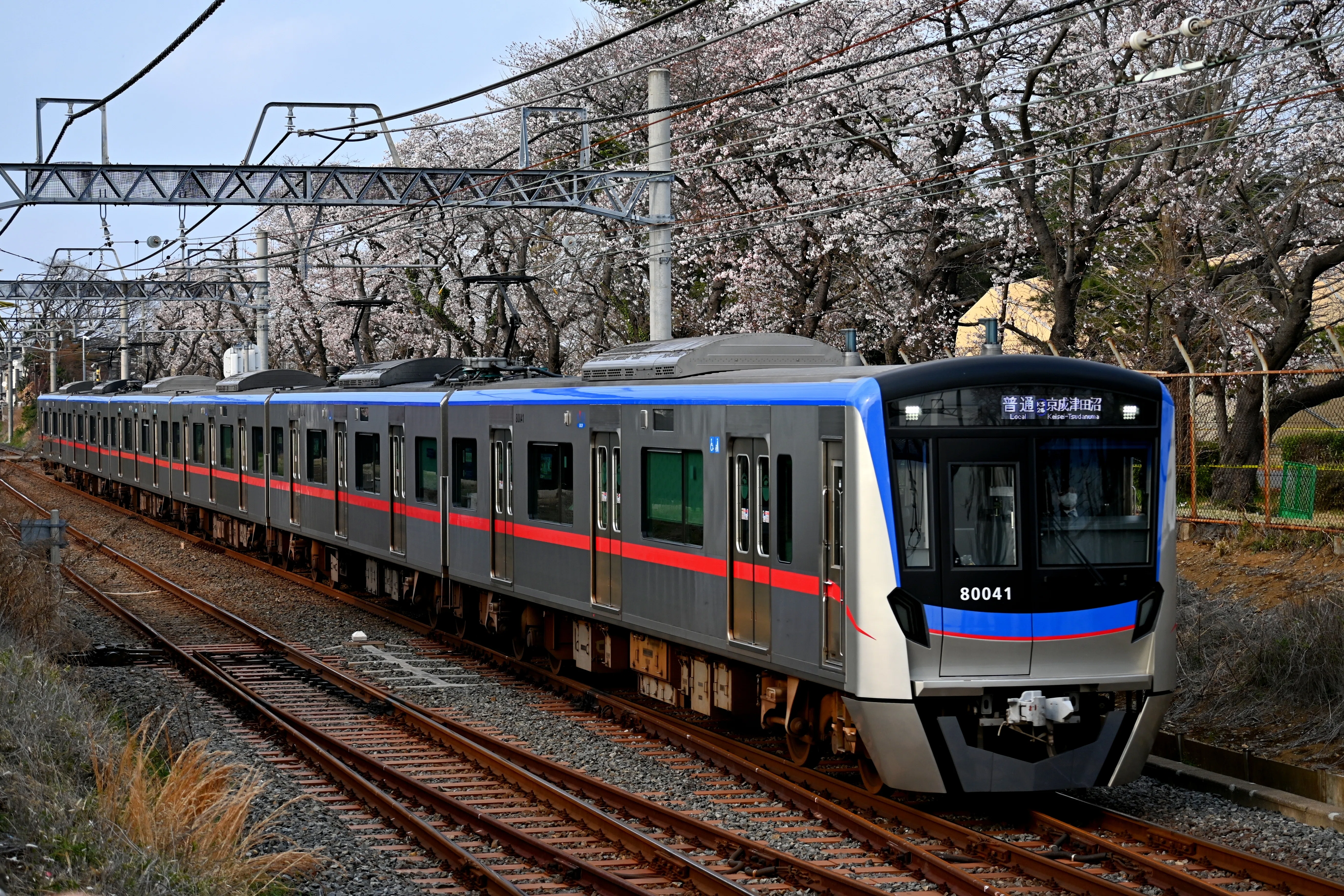 京成松戸線 桜並木と新色編成・リバイバル終了?のN838編成を撮る!|隣 京成松戸線 桜並木と新色編成・リバイバル終了?のN838編成を撮る!|隣