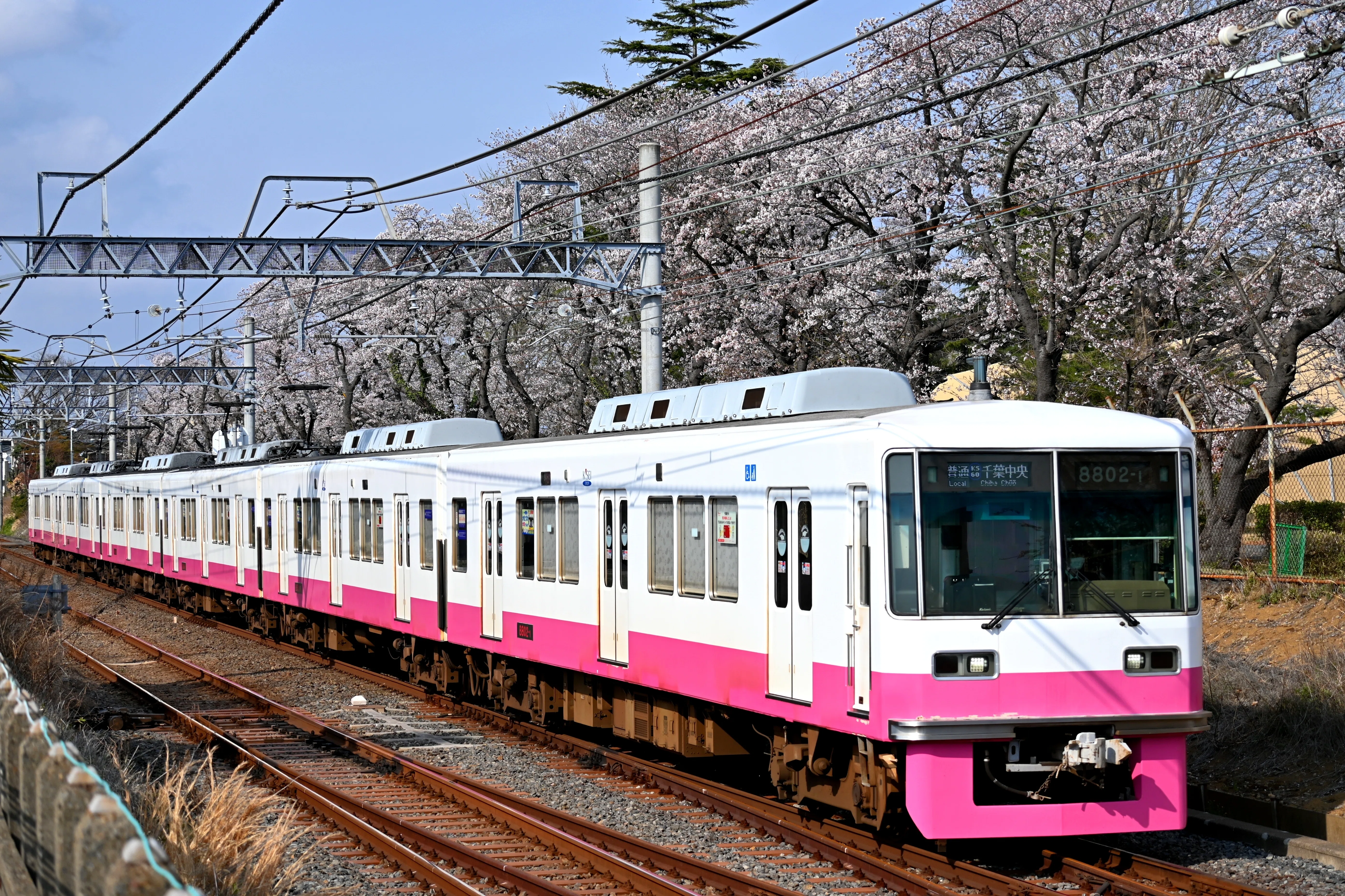 京成松戸線 桜並木と新色編成・リバイバル終了?のN838編成を撮る!|隣 京成松戸線 桜並木と新色編成・リバイバル終了?のN838編成を撮る!|隣