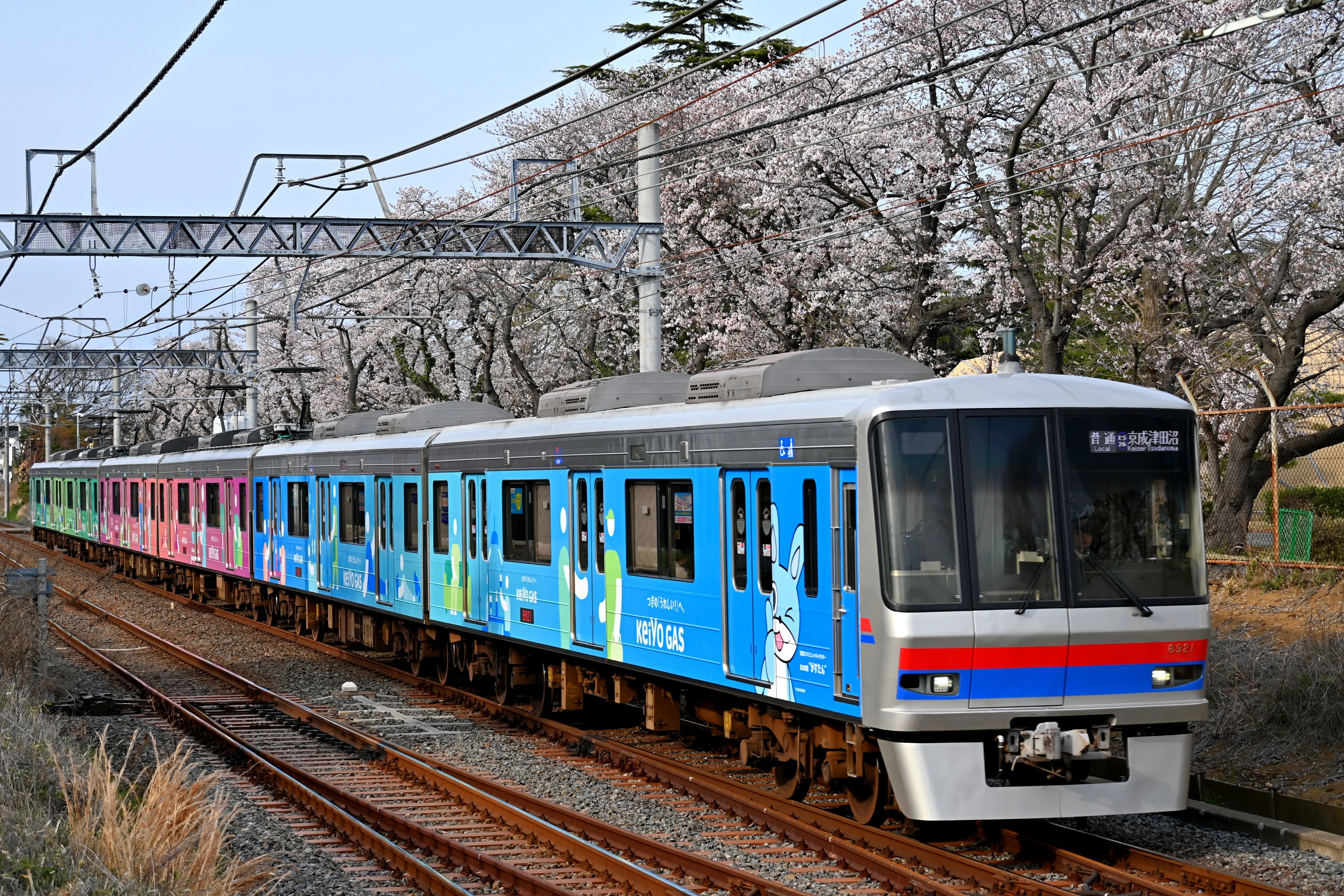 京成松戸線 桜並木と新色編成・リバイバル終了?のN838編成を撮る！｜隣