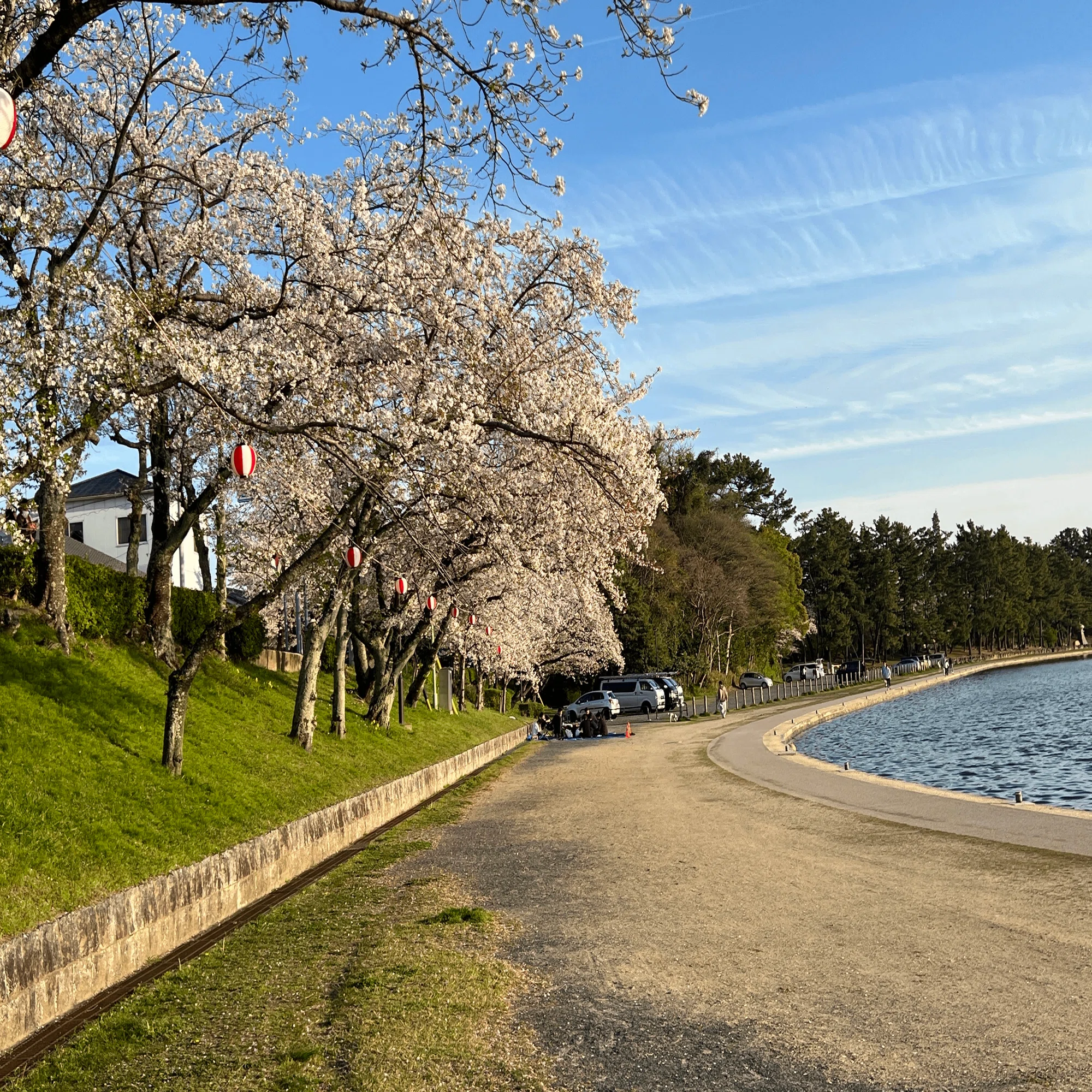信長・秀吉も愛した聖地。津島・天王川公園で歴史の息吹と桜に包まれる
