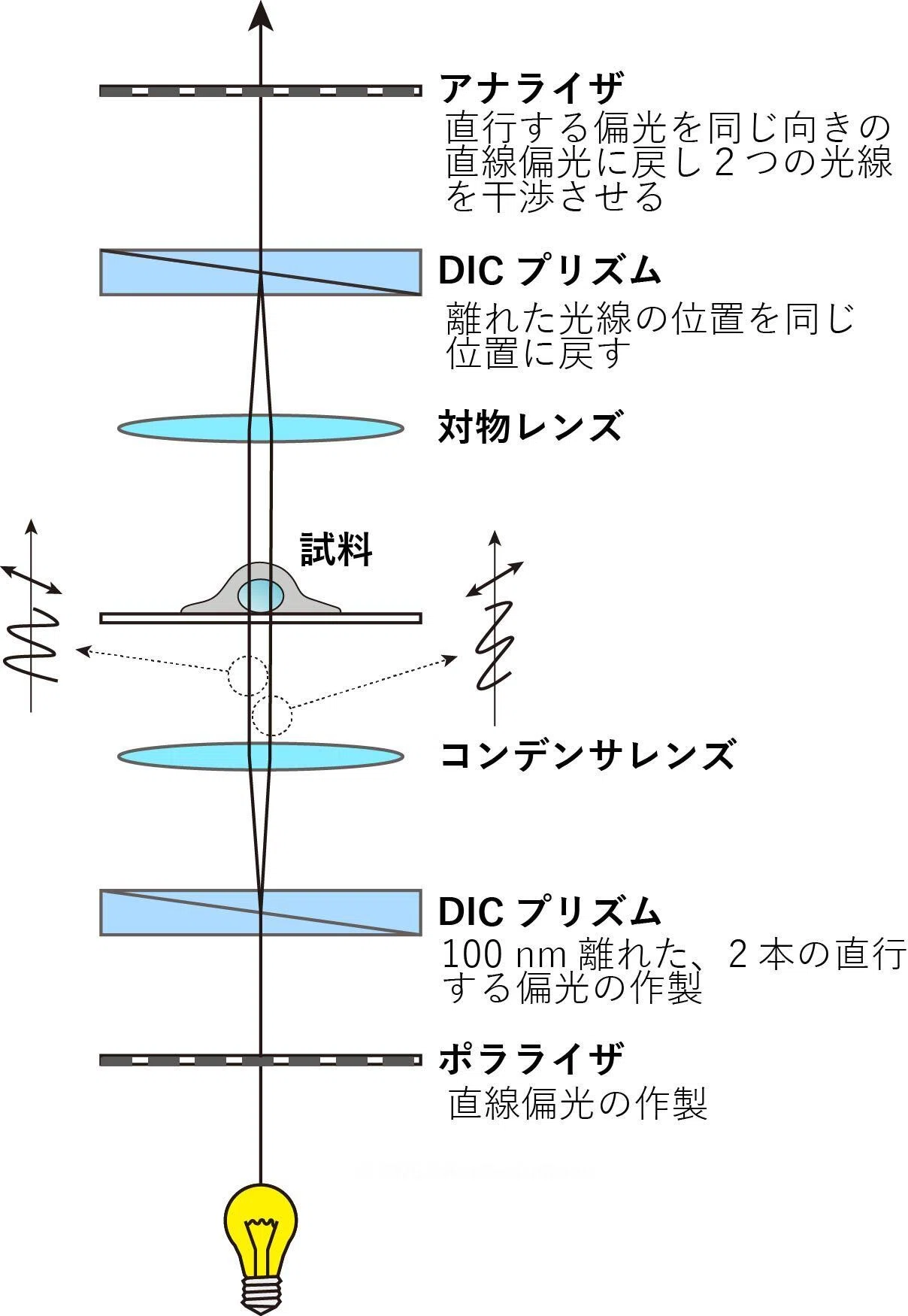 微分干渉顕微鏡（DIC, Differential Interference Contrast）とは