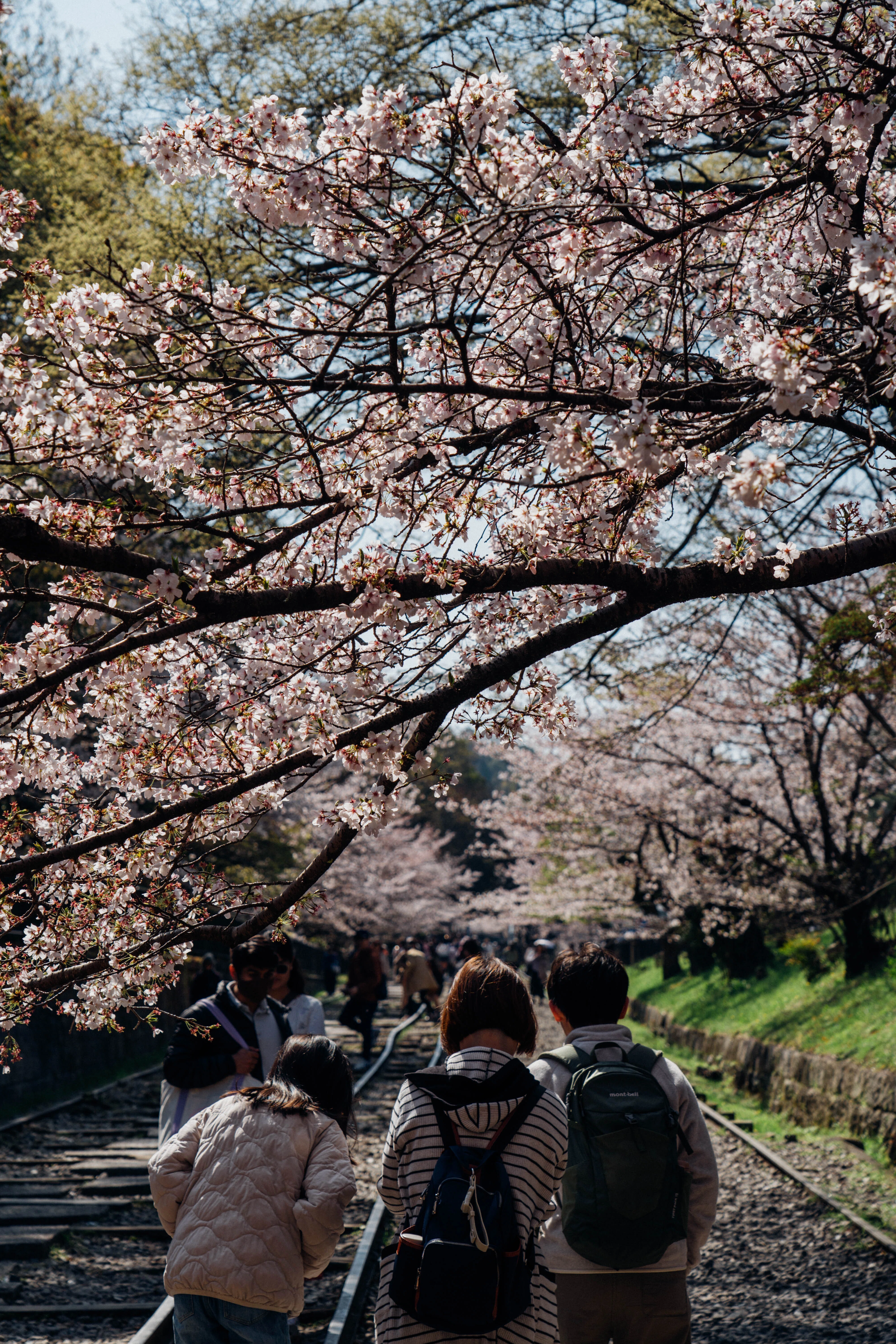 満開の桜に包まれた蹴上インクライン｜2026年春の京都旅｜Sakak