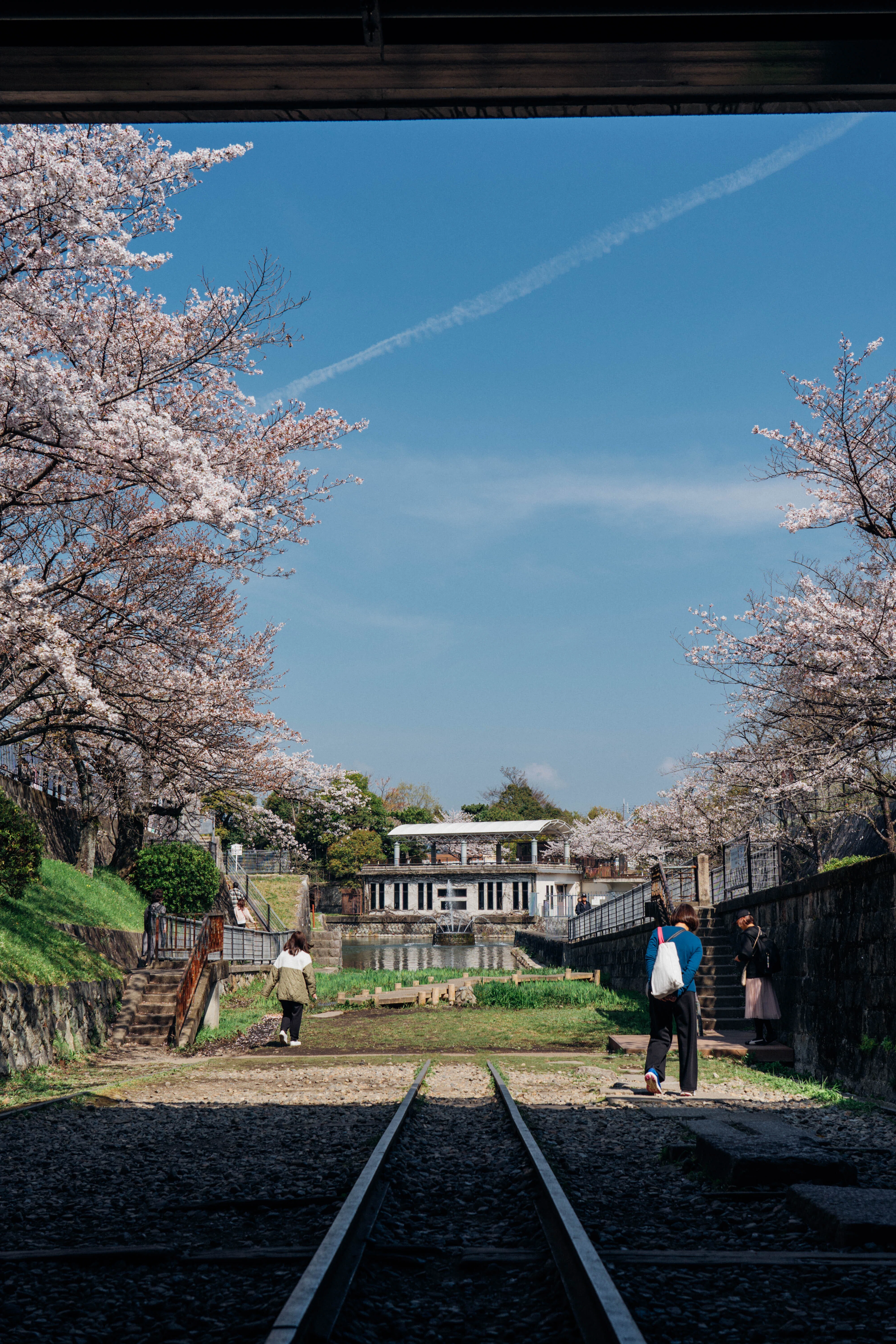 満開の桜に包まれた蹴上インクライン｜2026年春の京都旅｜Sakak