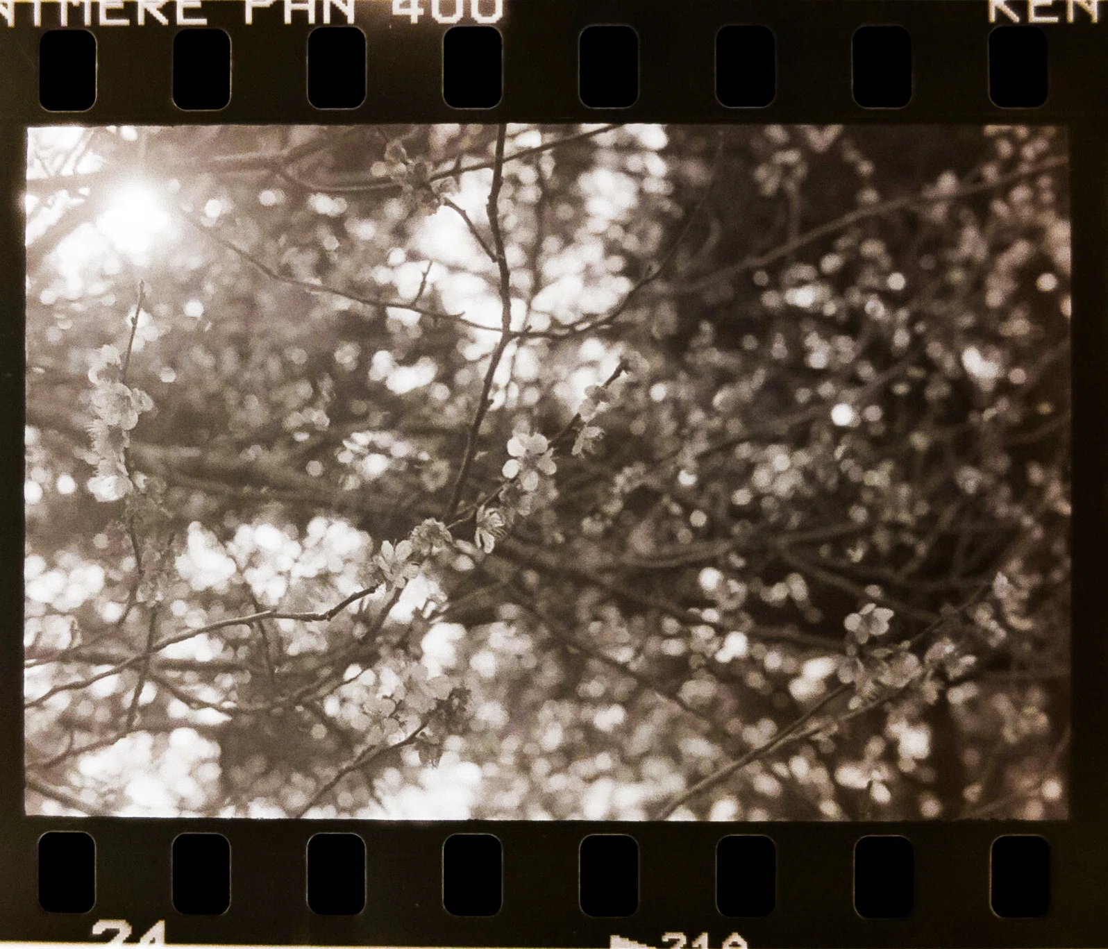 カメラのおはなし】Lomography Digitaliza Maxを使ってネガをスマホ