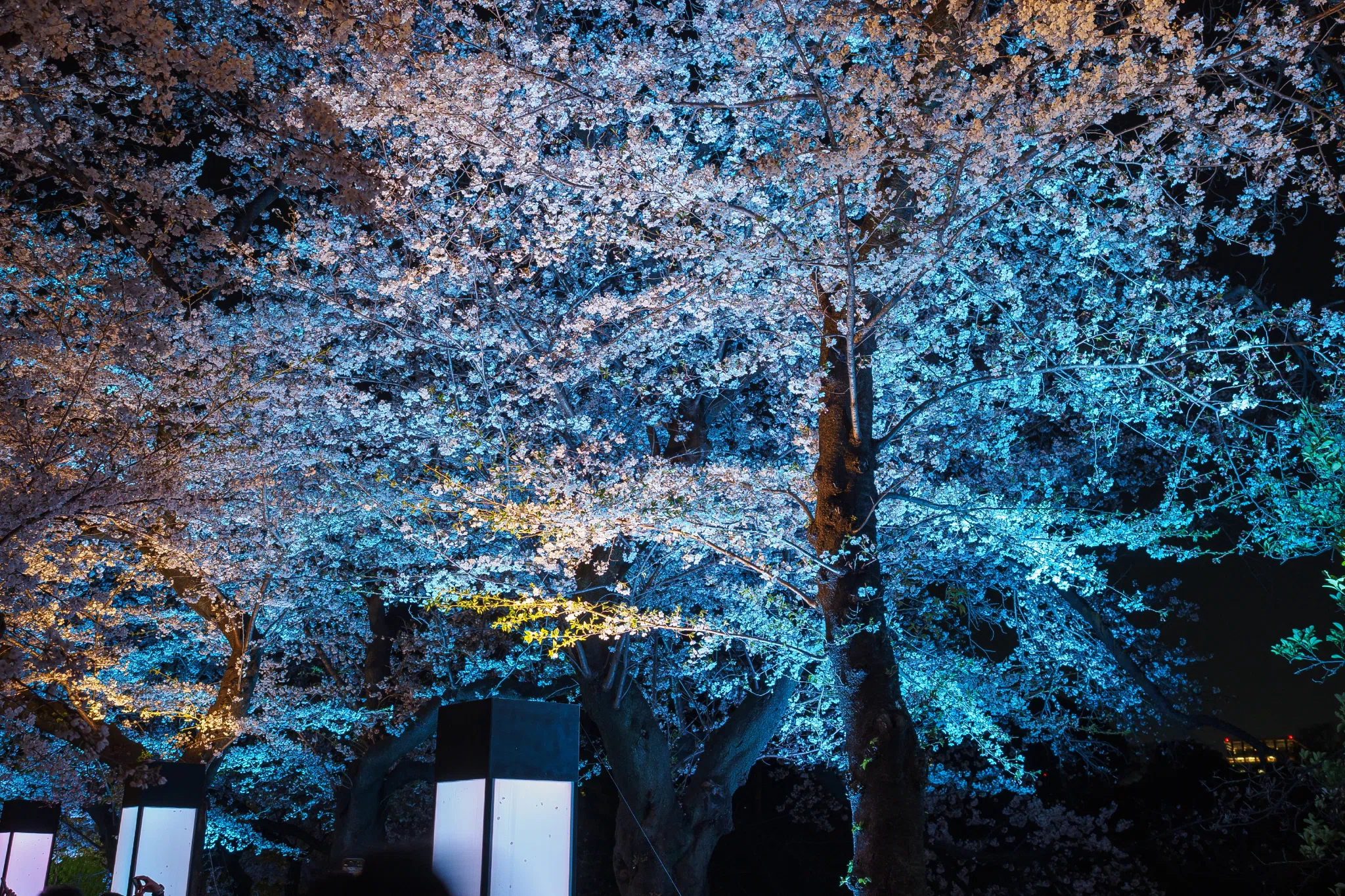 月夜桜 4/2 千鳥ヶ淵の夜桜 2026｜七語零黎の「青・空・虹」