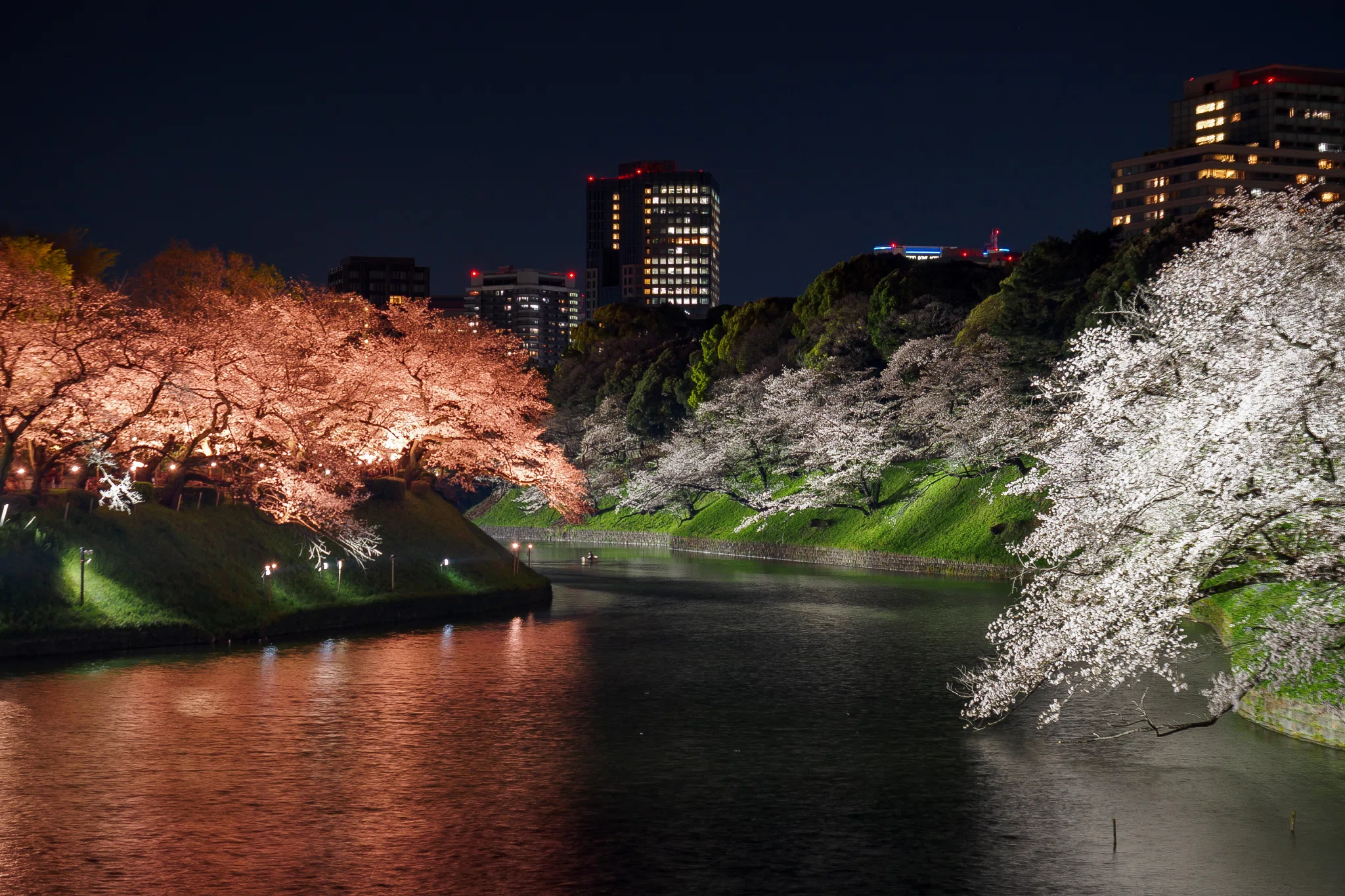 月夜桜 Tsukiya Zakura｜月夜桜 ｜ Moonlit Cherry Blossoms 🌙 (Original