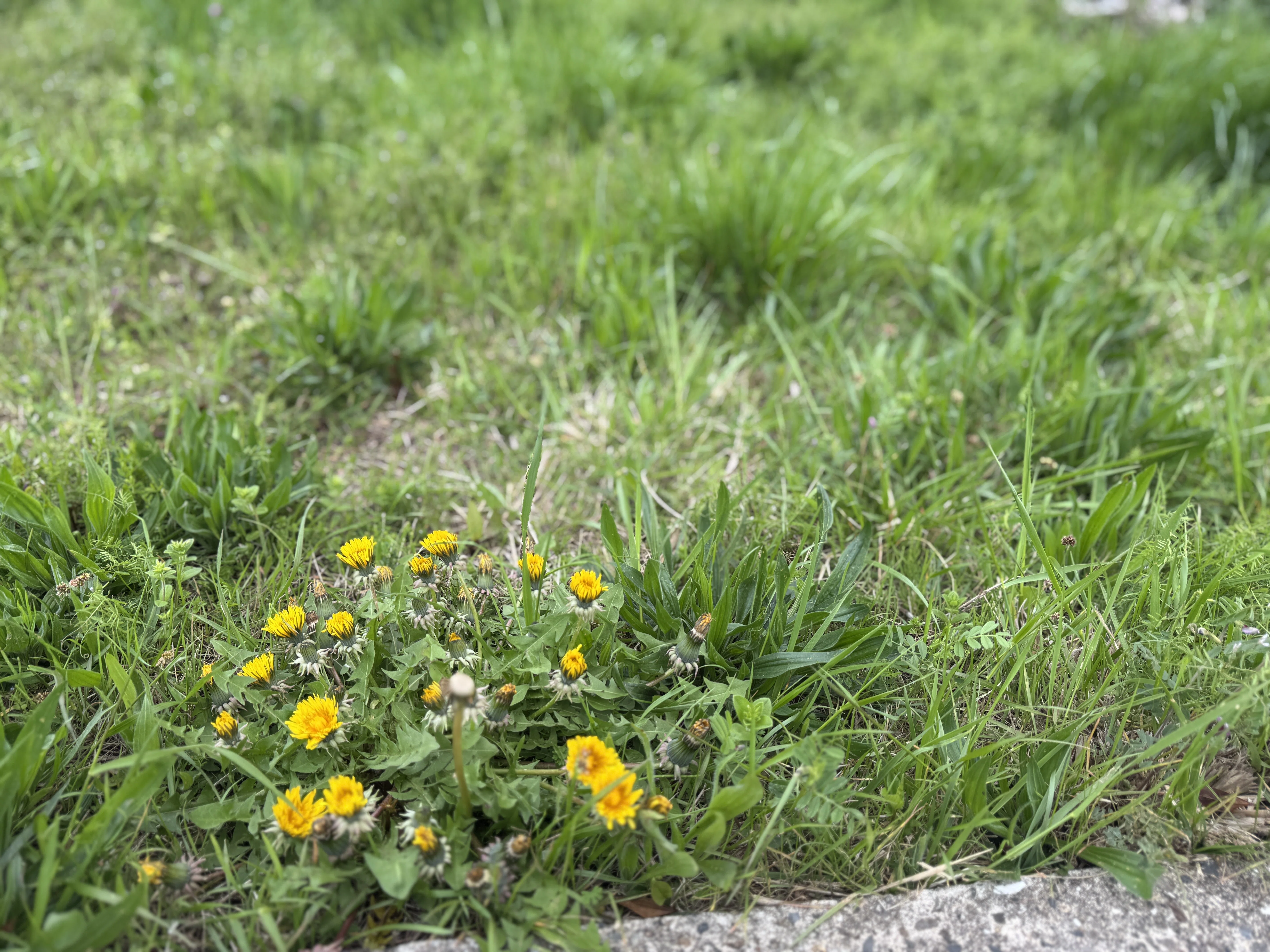 2026年-春が来た、まだ暑くならないで四月April・・・植物模様