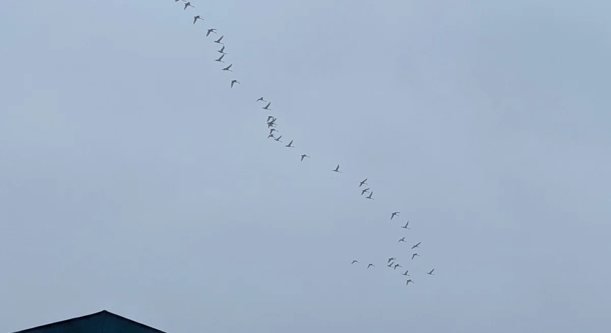 曇り空を渡る、40～50羽の白鳥の群れの写真。下の方に、沿線の建物の屋根が映り込んでいる。
