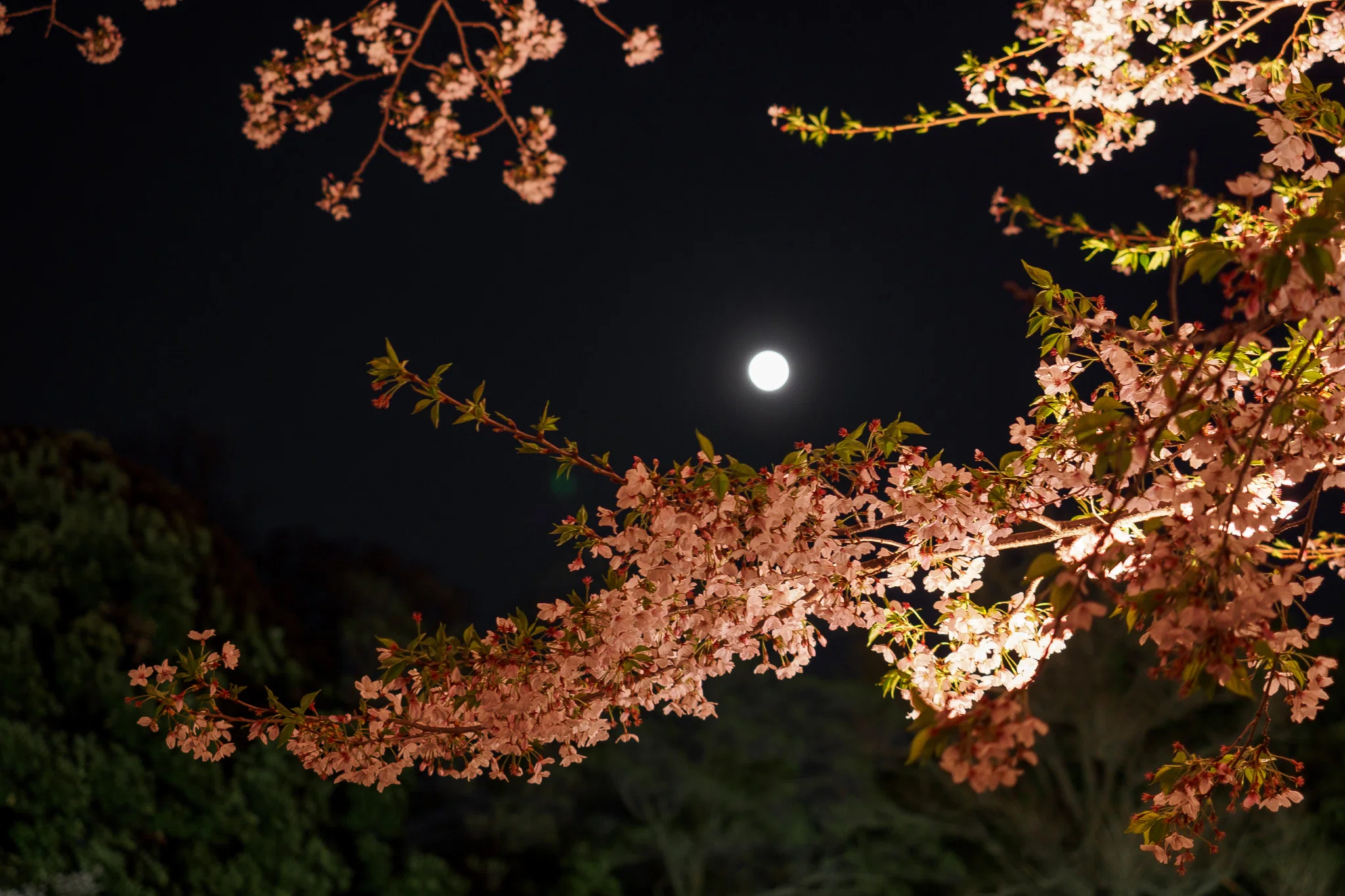 月夜桜 月夜桜 | GANREF