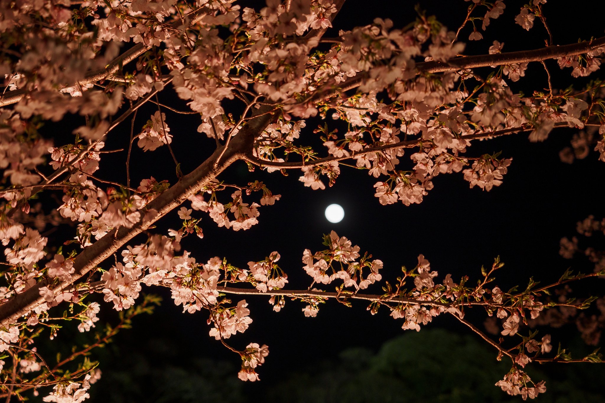 月夜桜 a3fd30a8faddea4095e09de16bb925