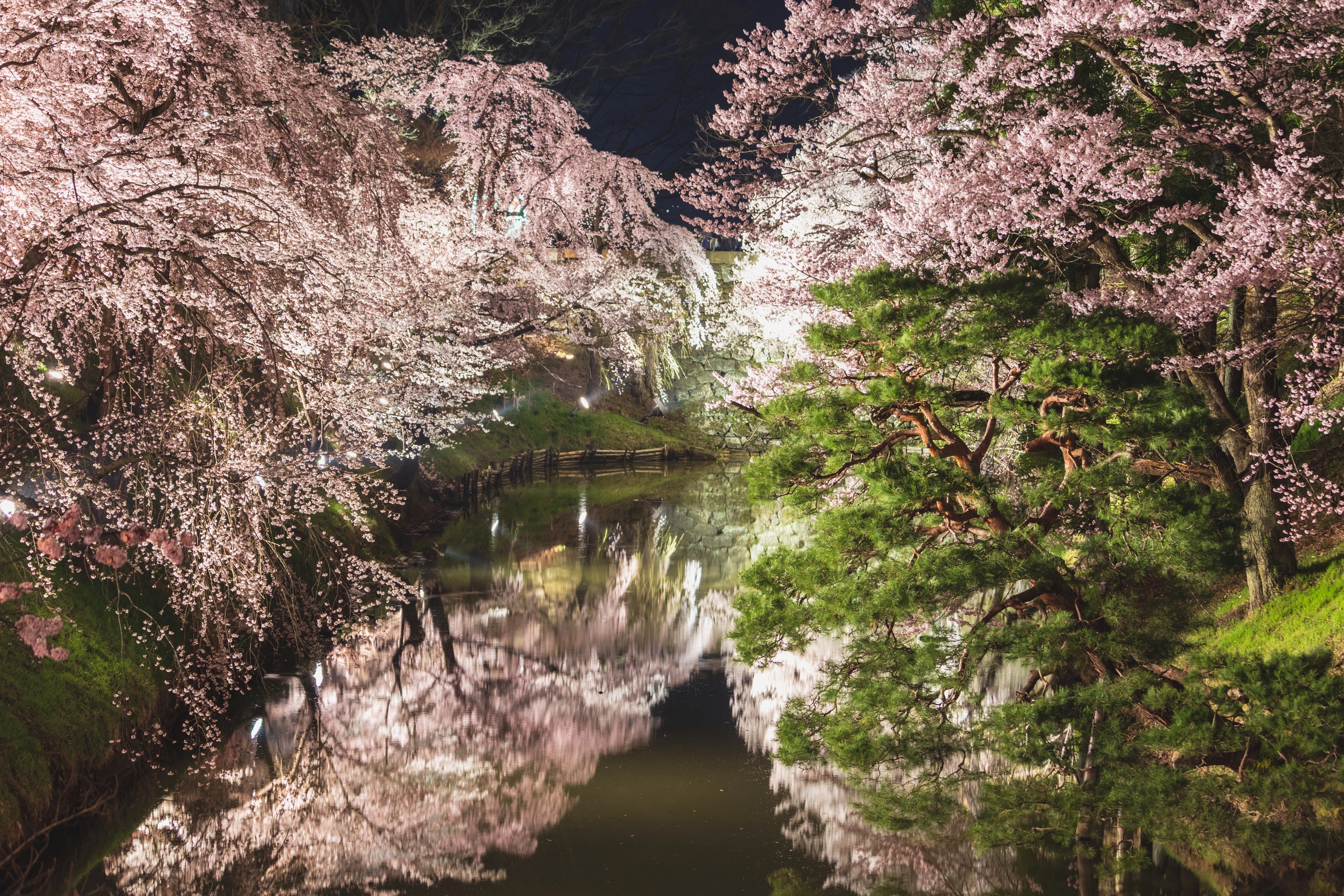 桜と歩いた10年〜シャッターの向こうに残った季節〜｜KAZUKI