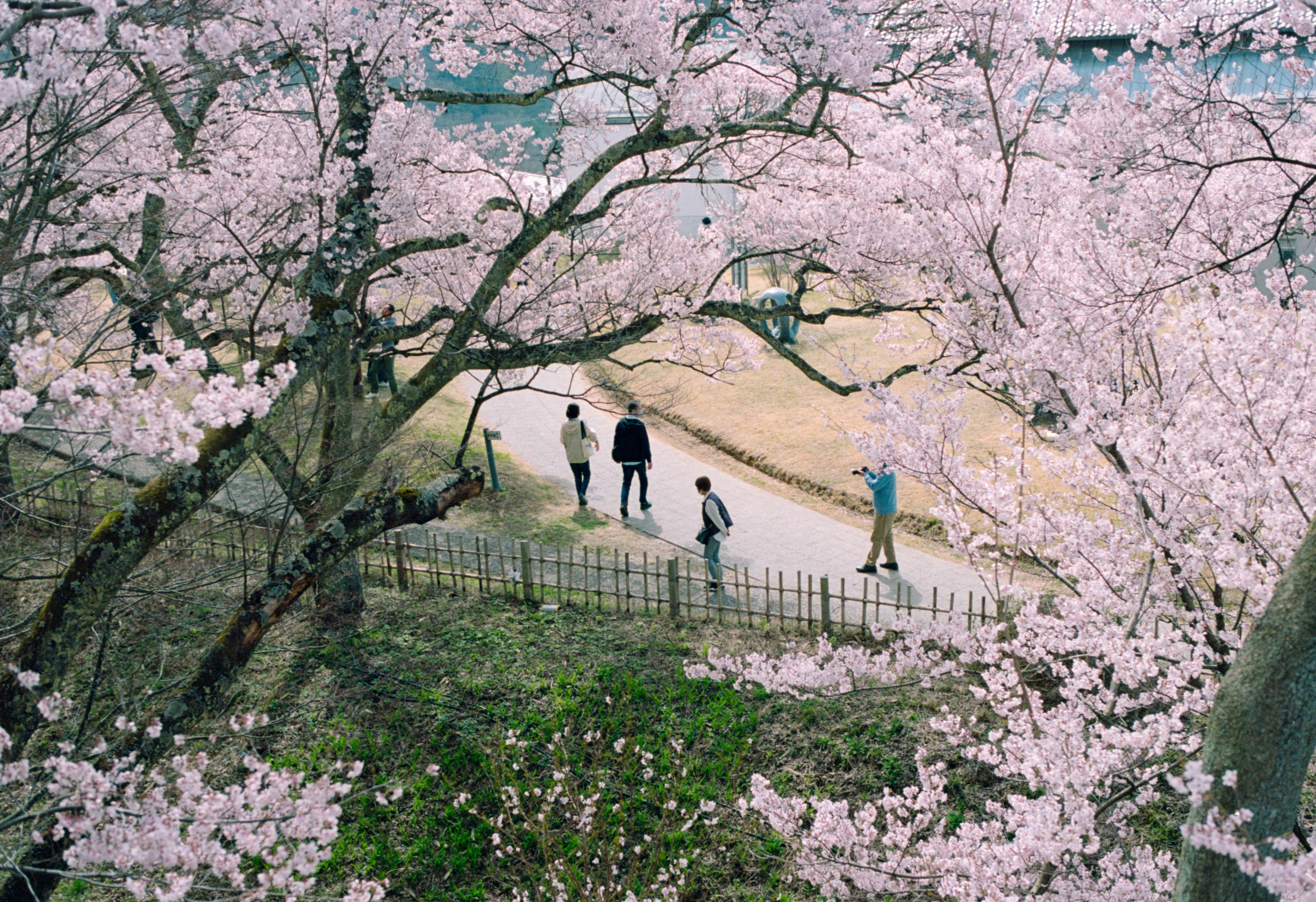 桜と歩いた10年〜シャッターの向こうに残った季節〜｜KAZUKI